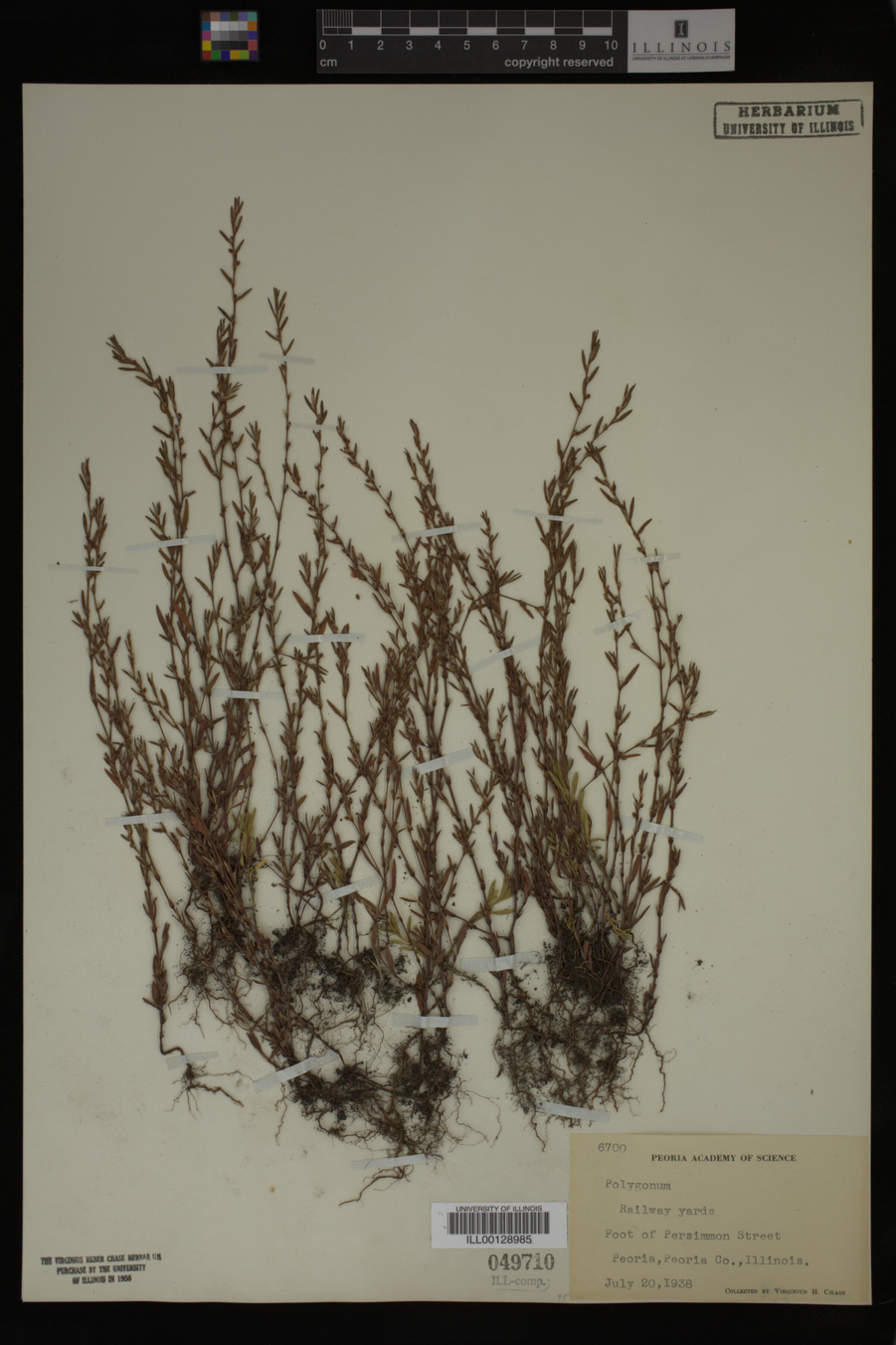 Polygonum image