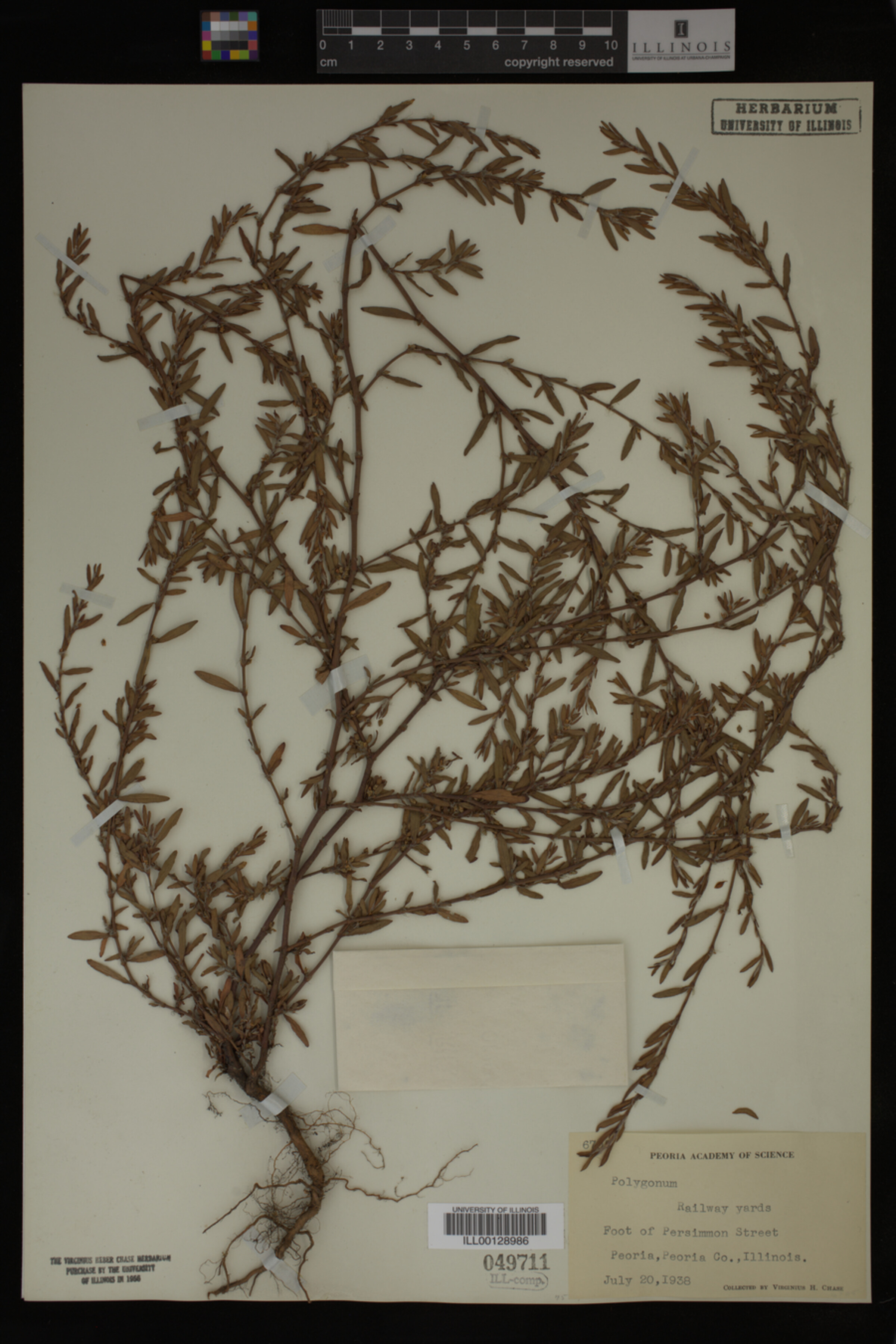Polygonum image