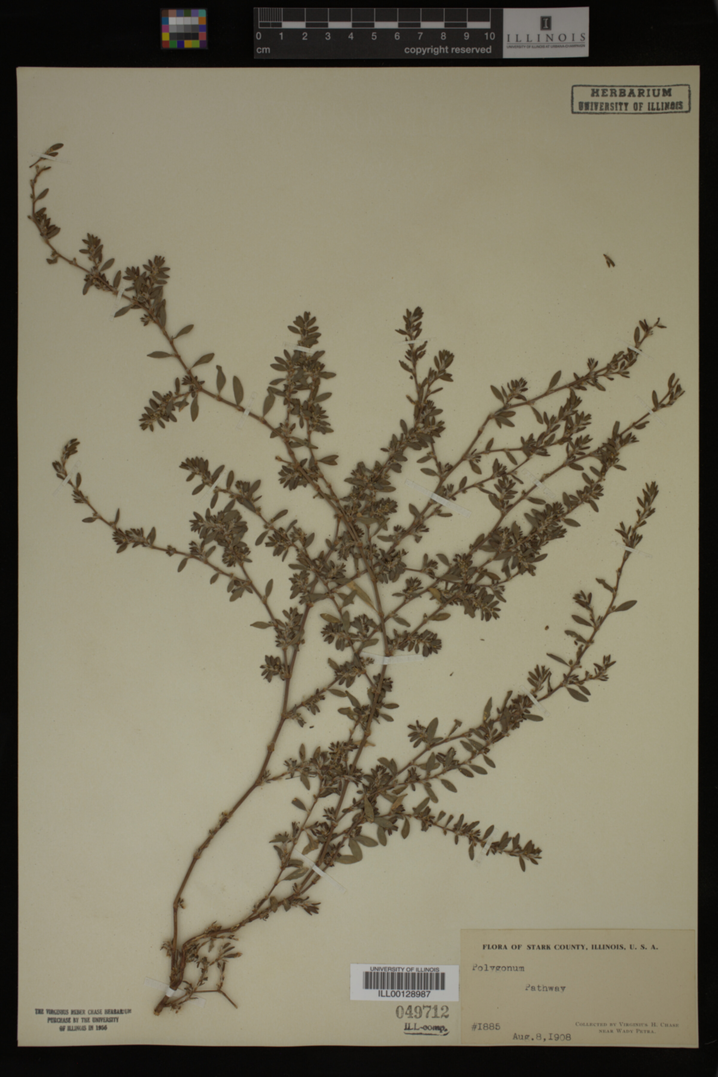 Polygonum image