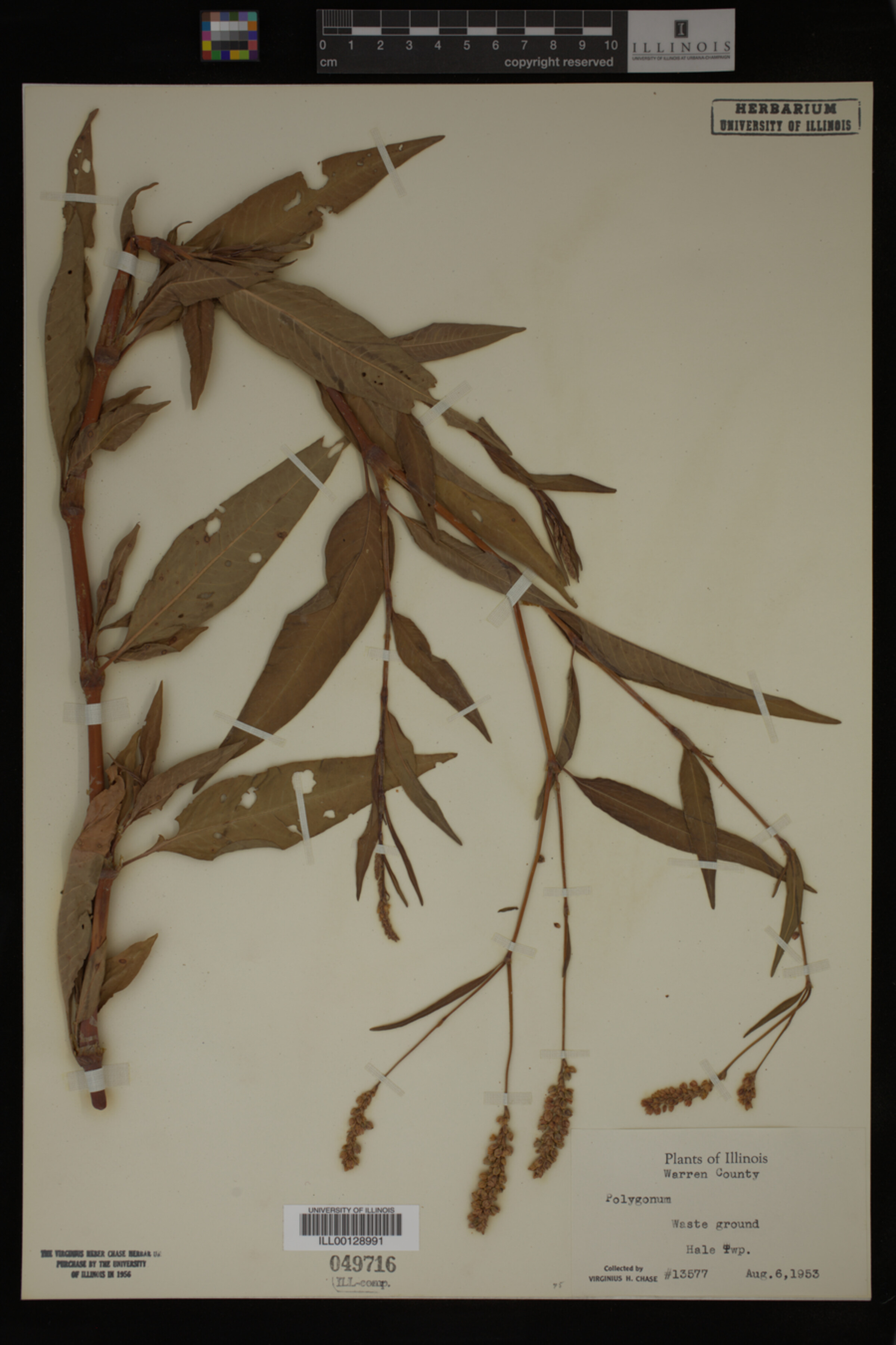Polygonum image