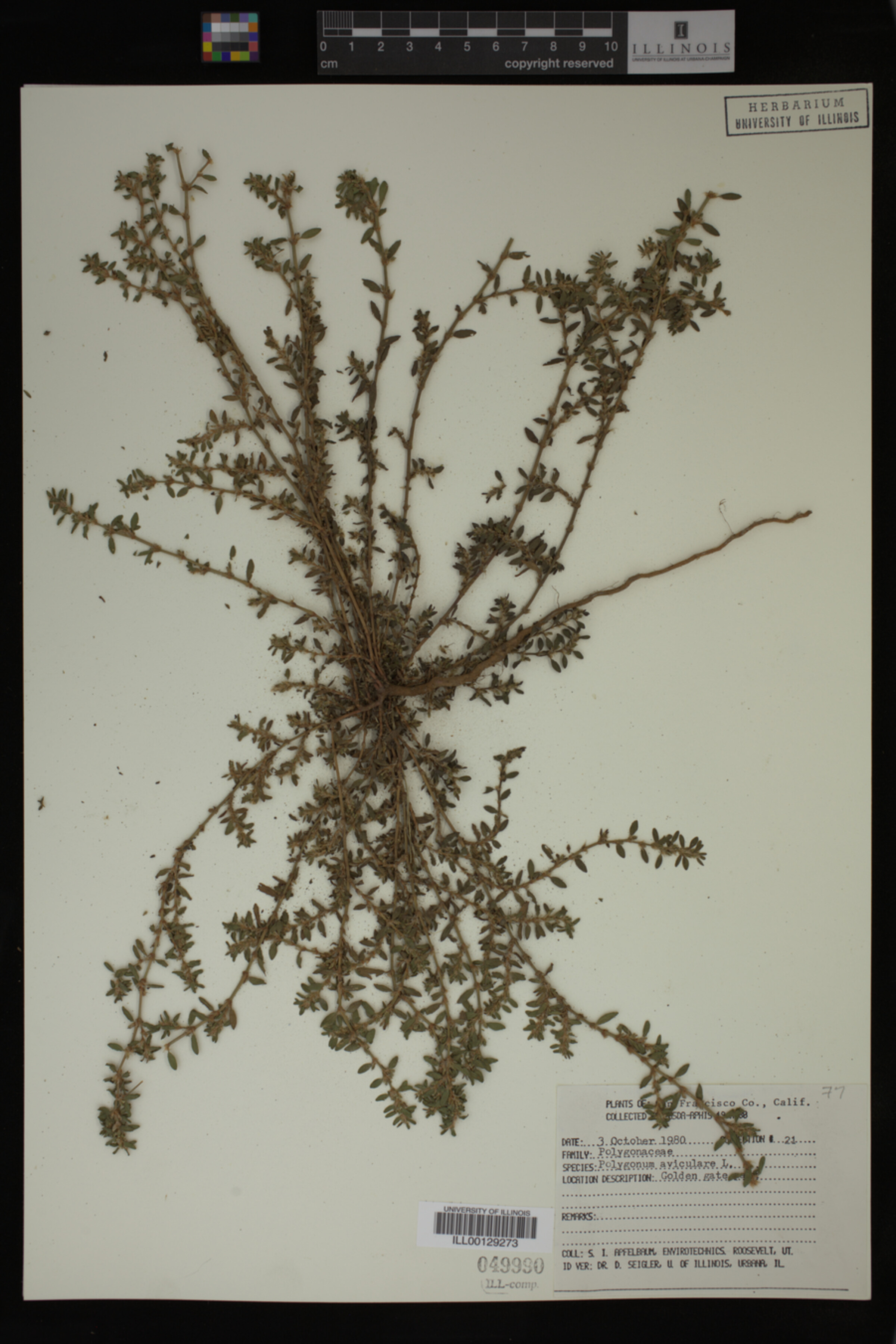 Polygonum aviculare image