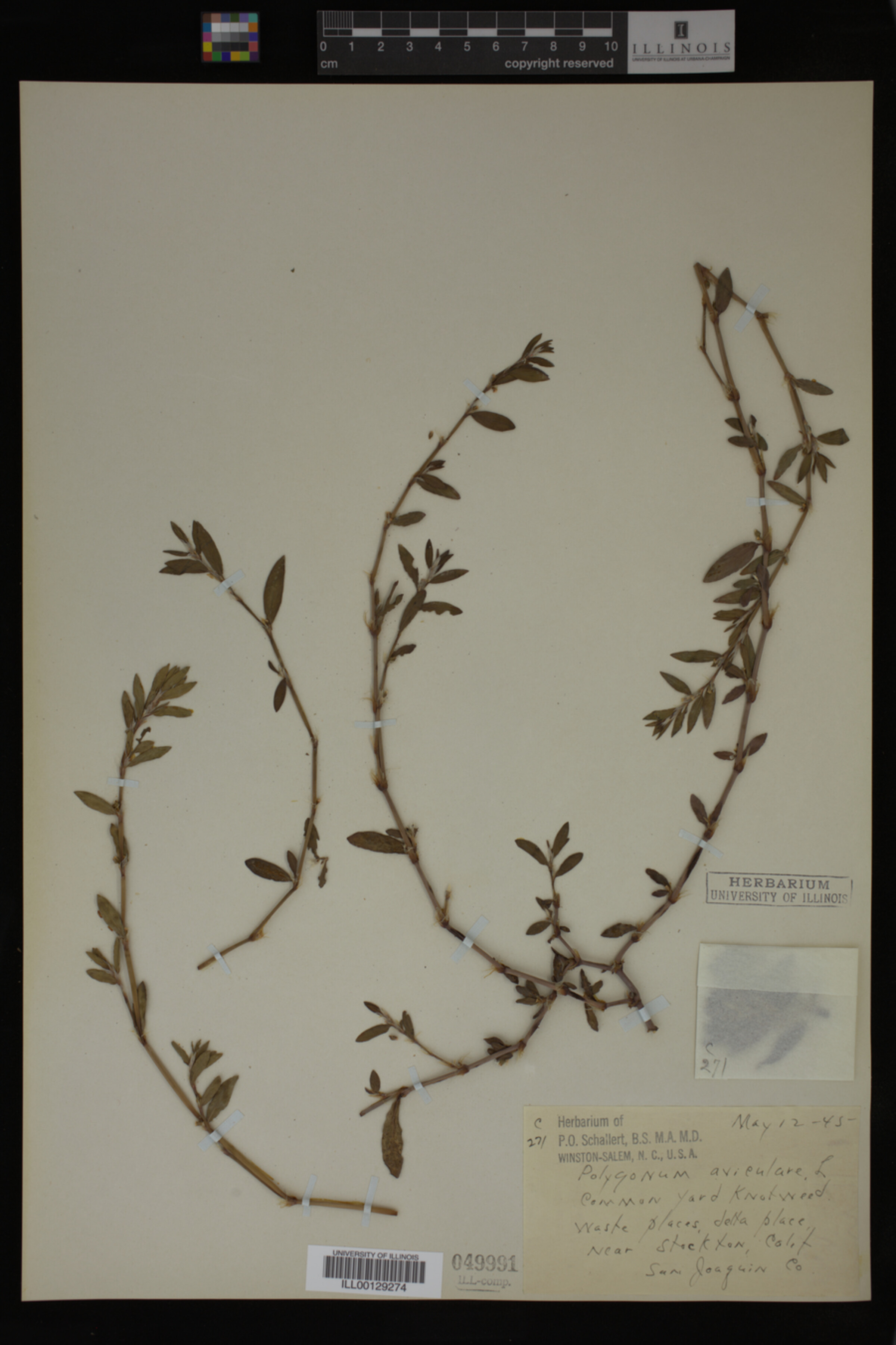 Polygonum aviculare image
