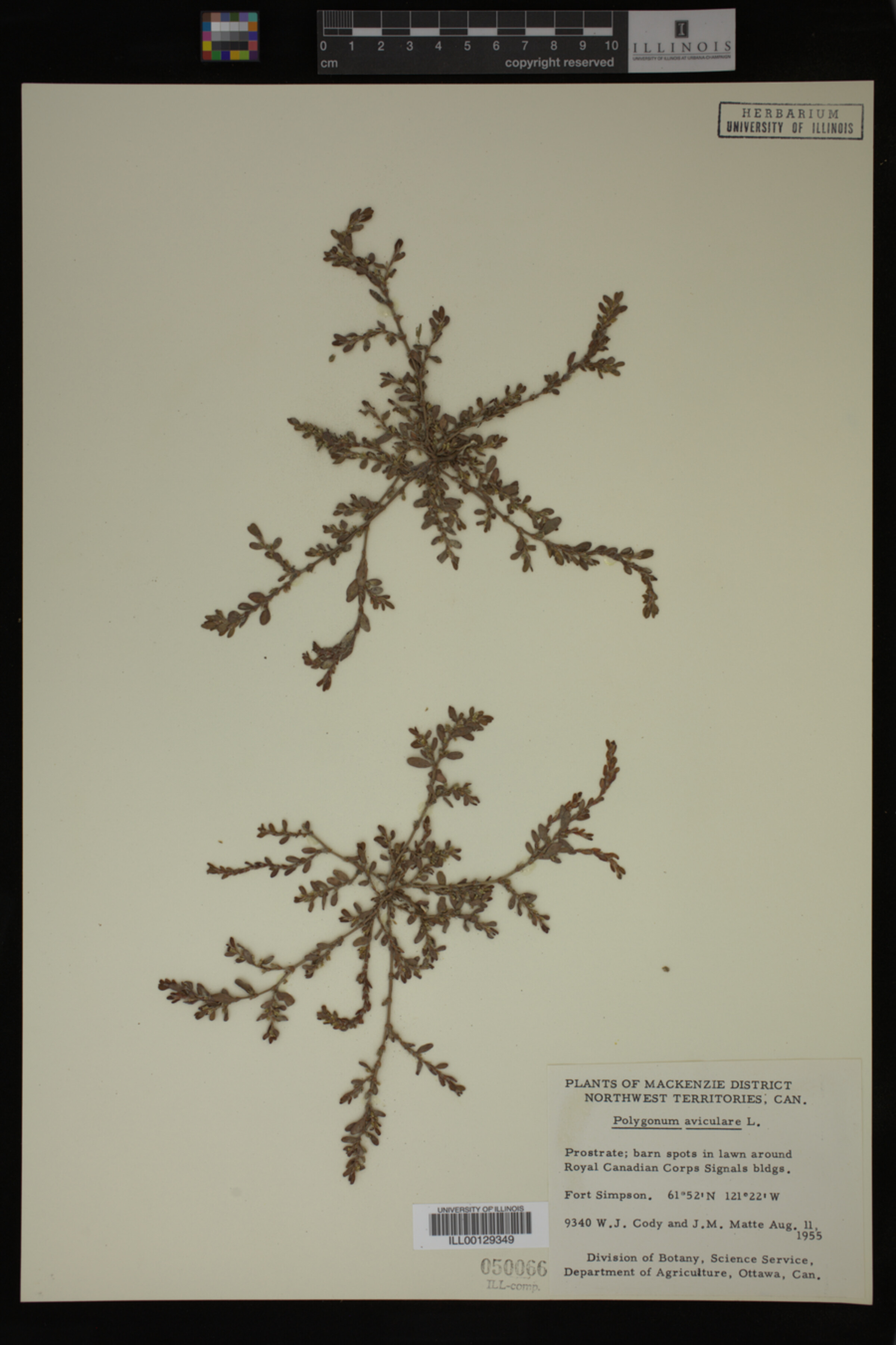 Polygonum aviculare image