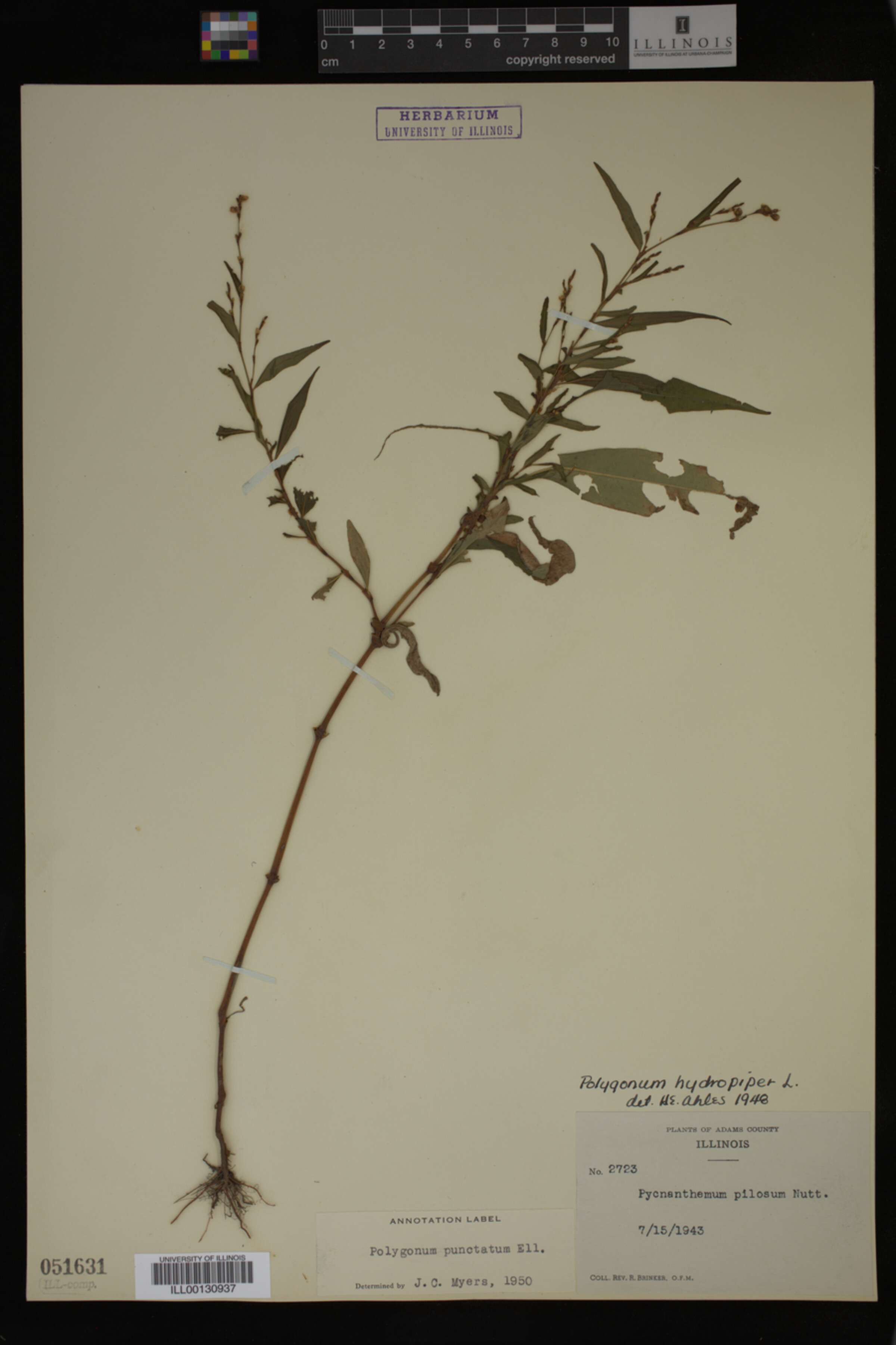 Polygonum puncrtatum image
