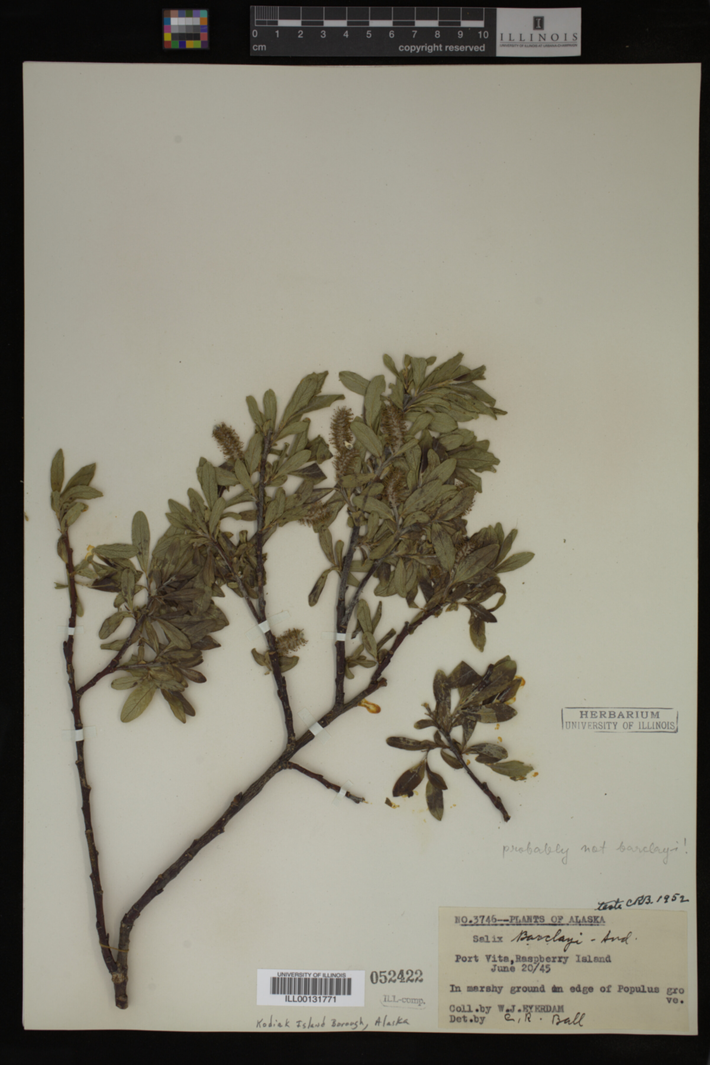 Salix barclayi image