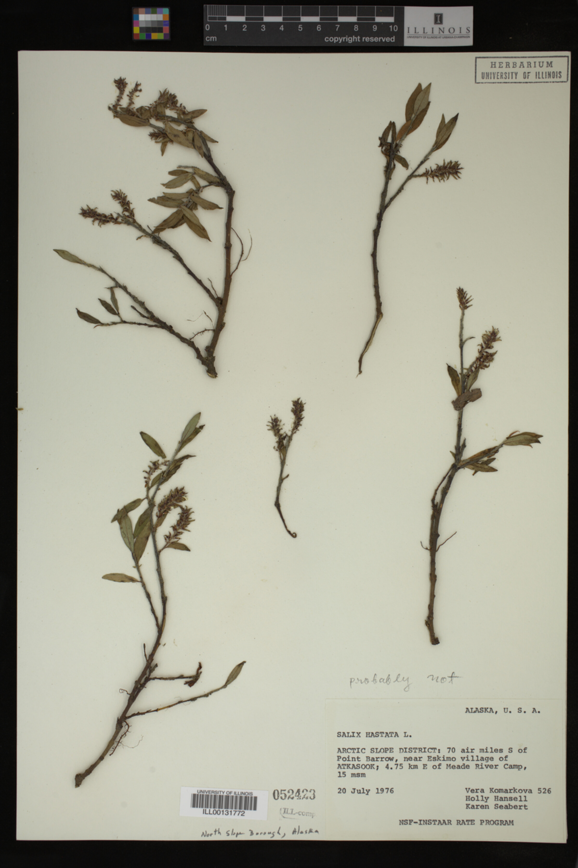 Salix hastata image