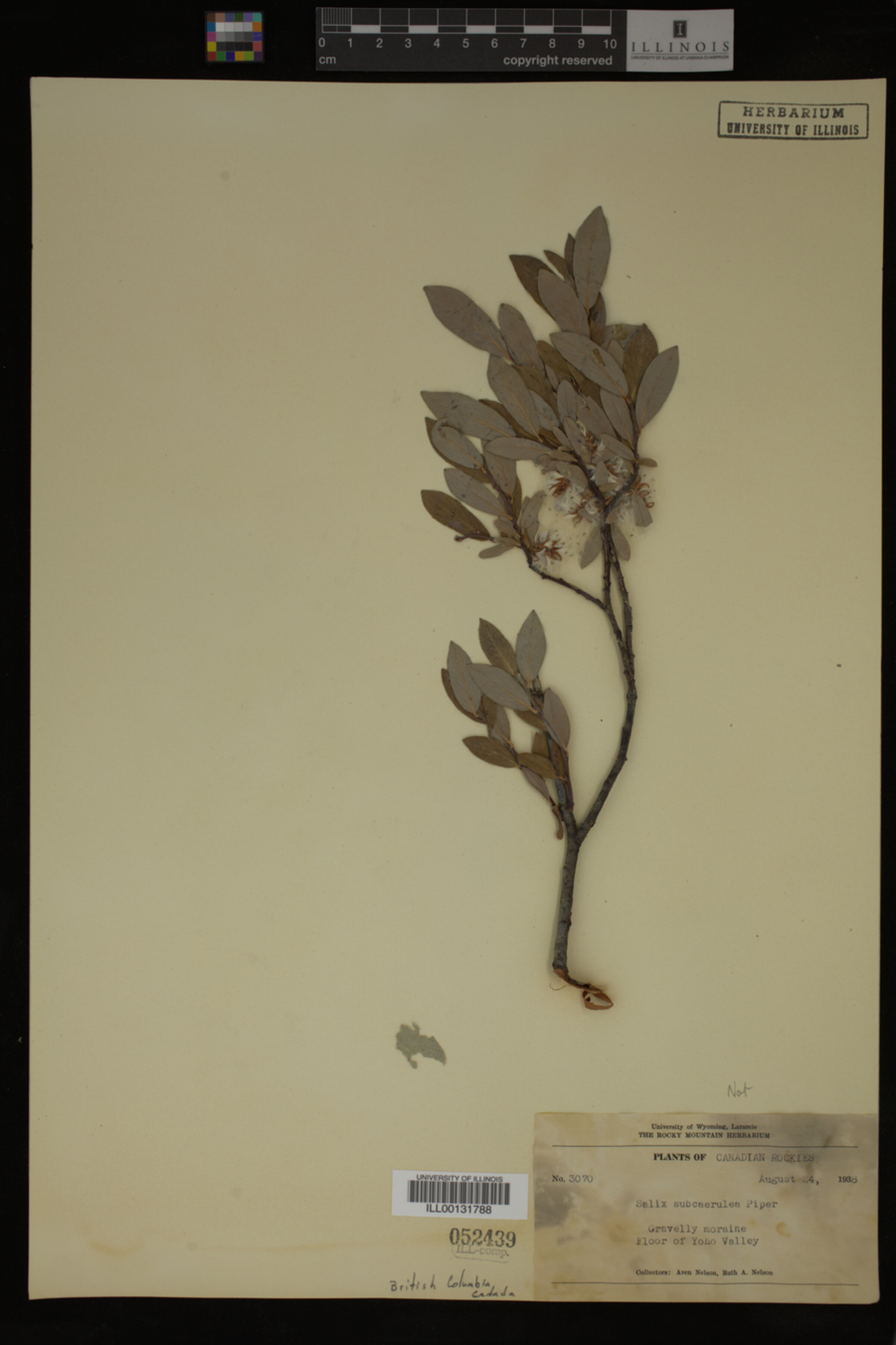 Salix drummondiana image