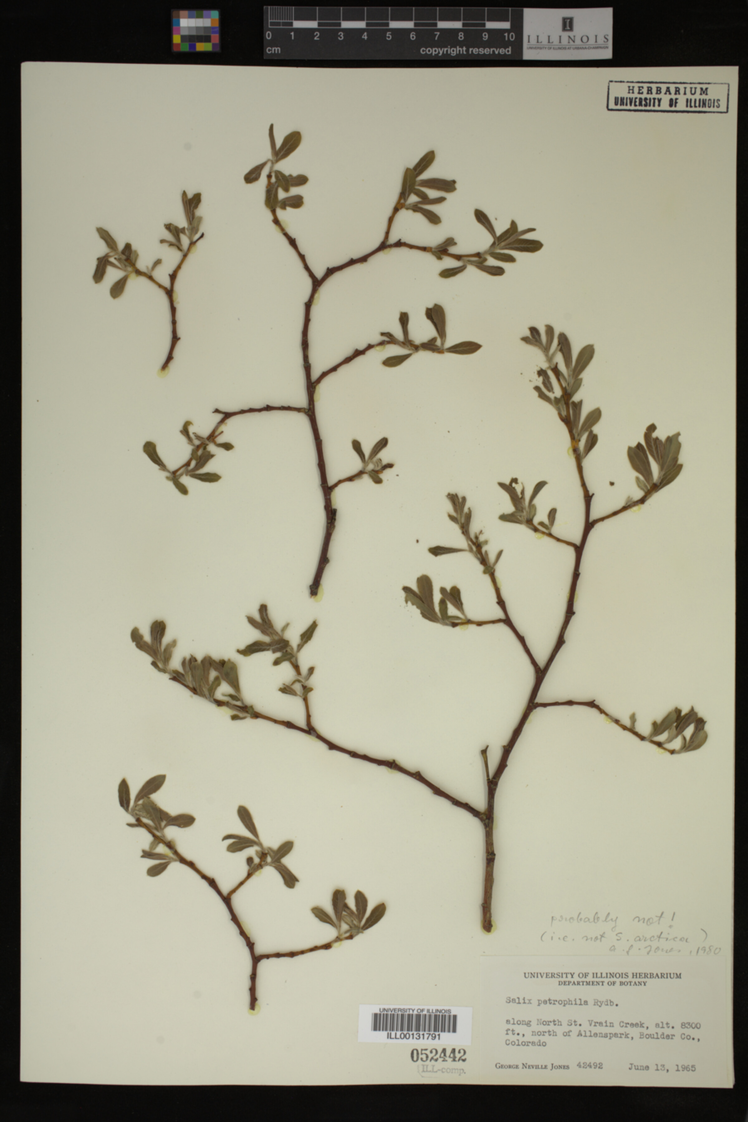 Salix petrophila image