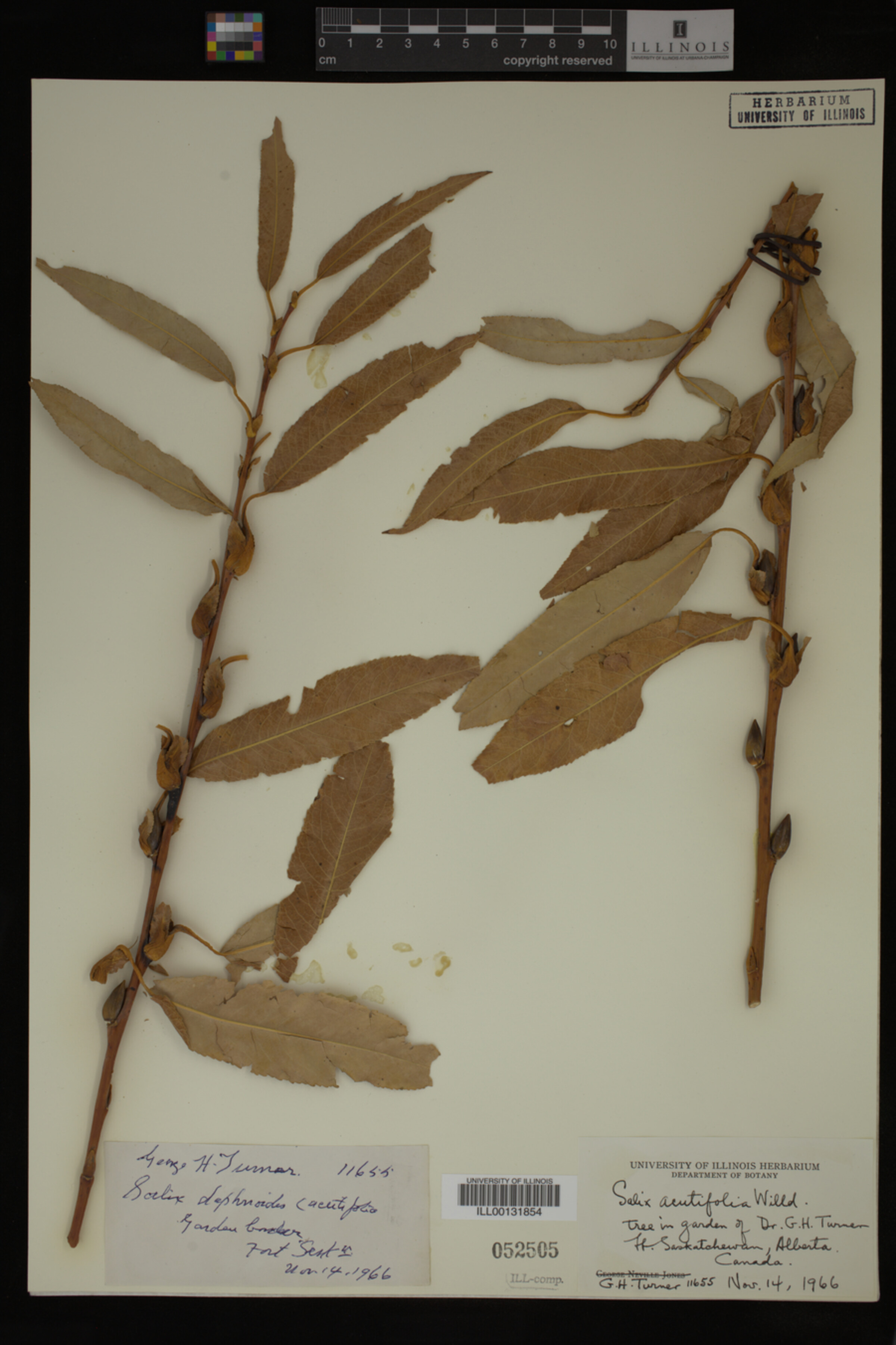 Salix arbusculoides image