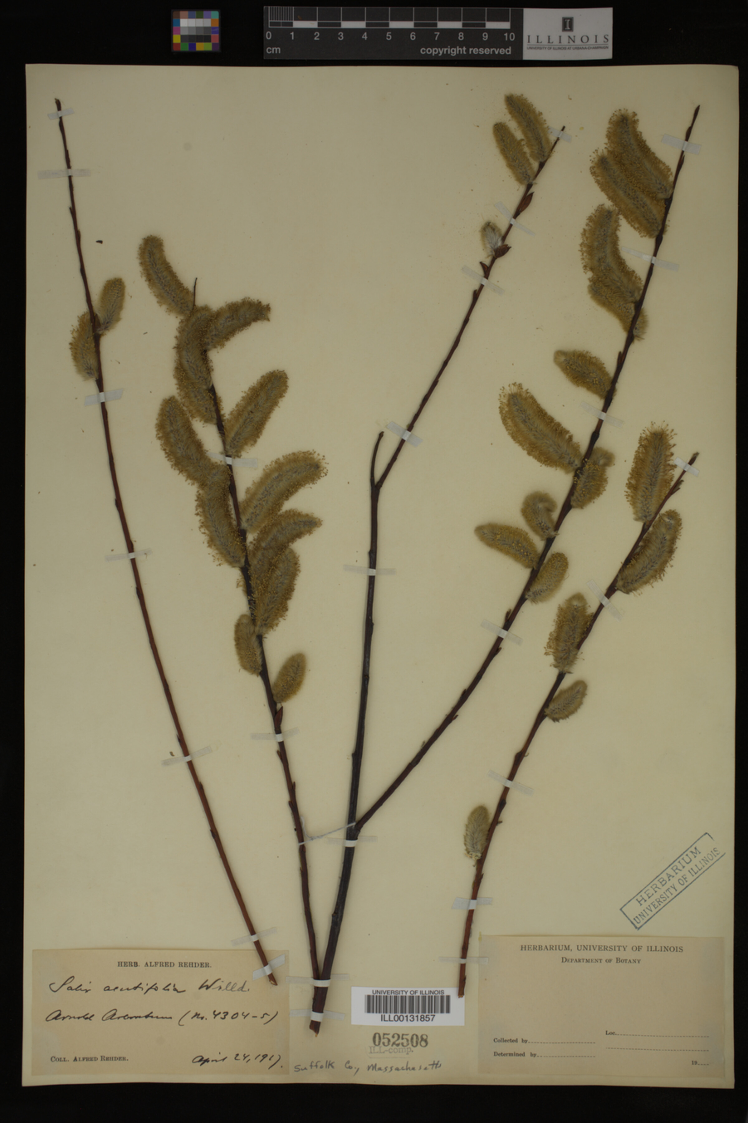 Salix arbusculoides image