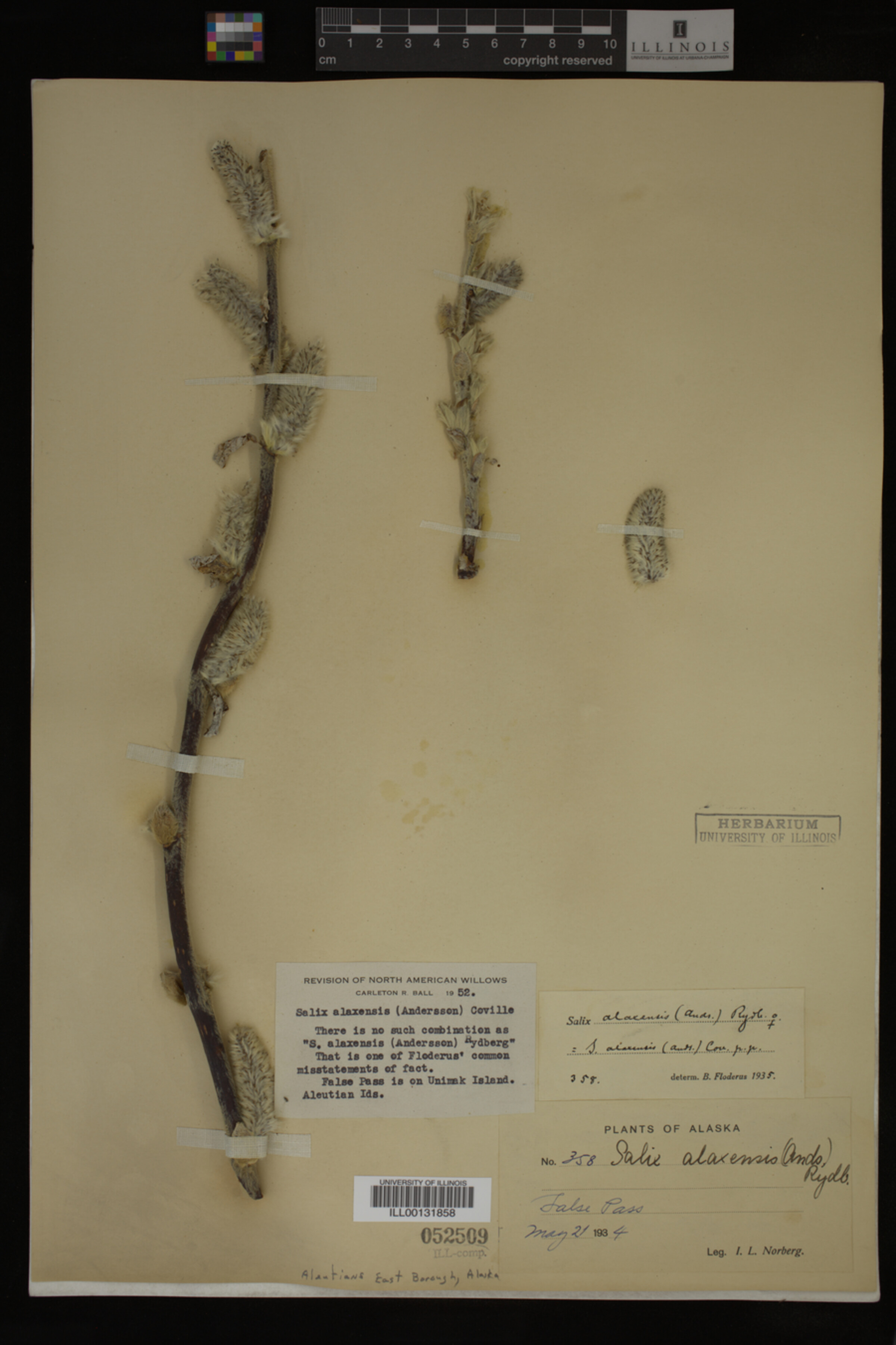 Salix alaxensis image