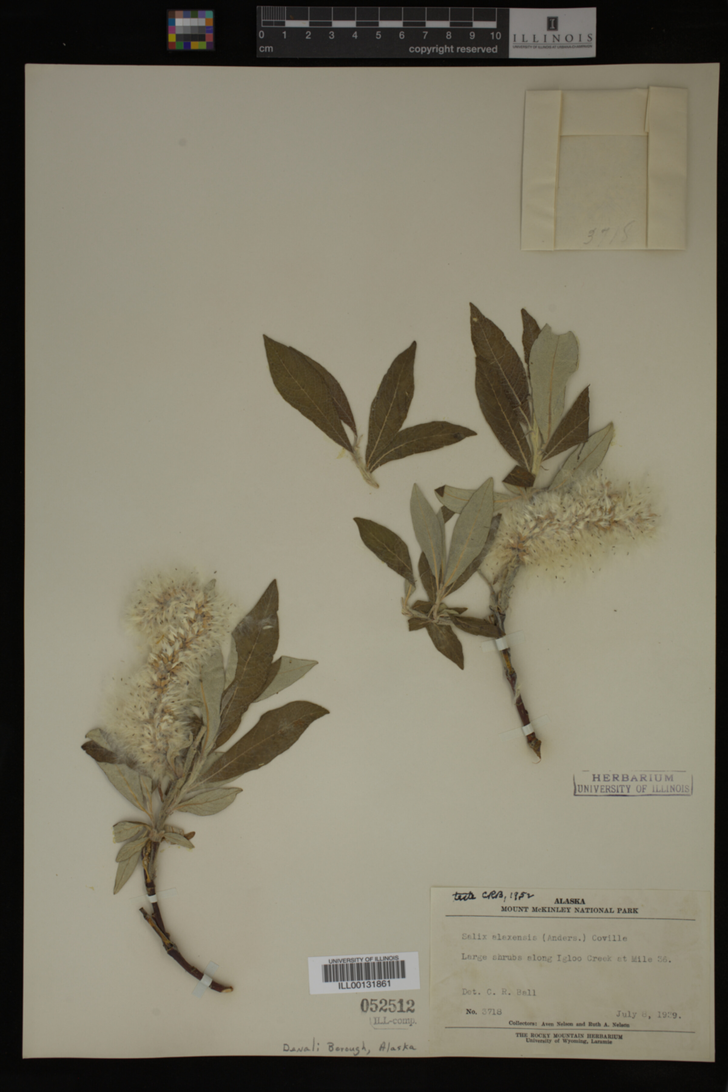 Salix alaxensis image