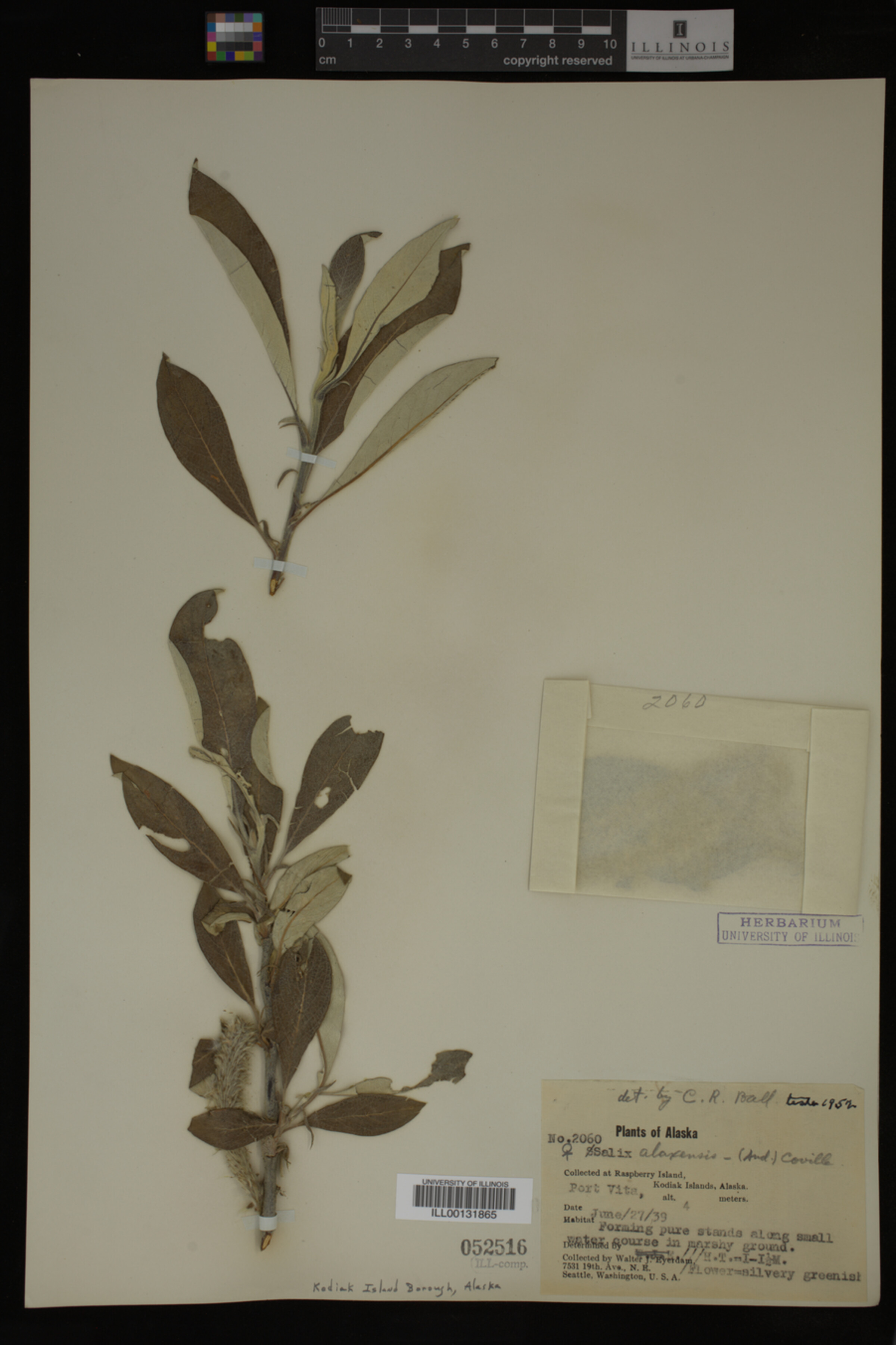 Salix alaxensis image