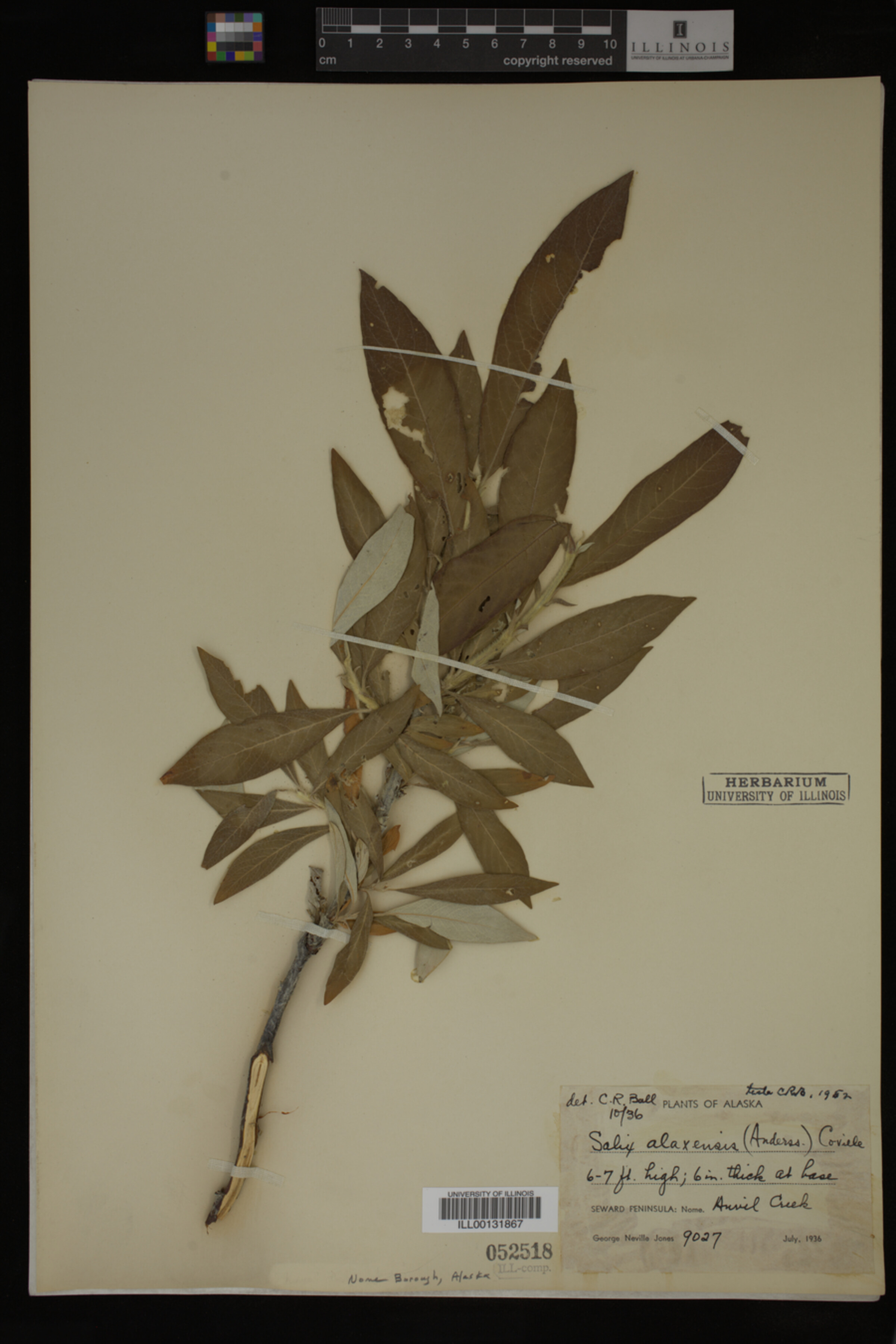 Salix alaxensis image