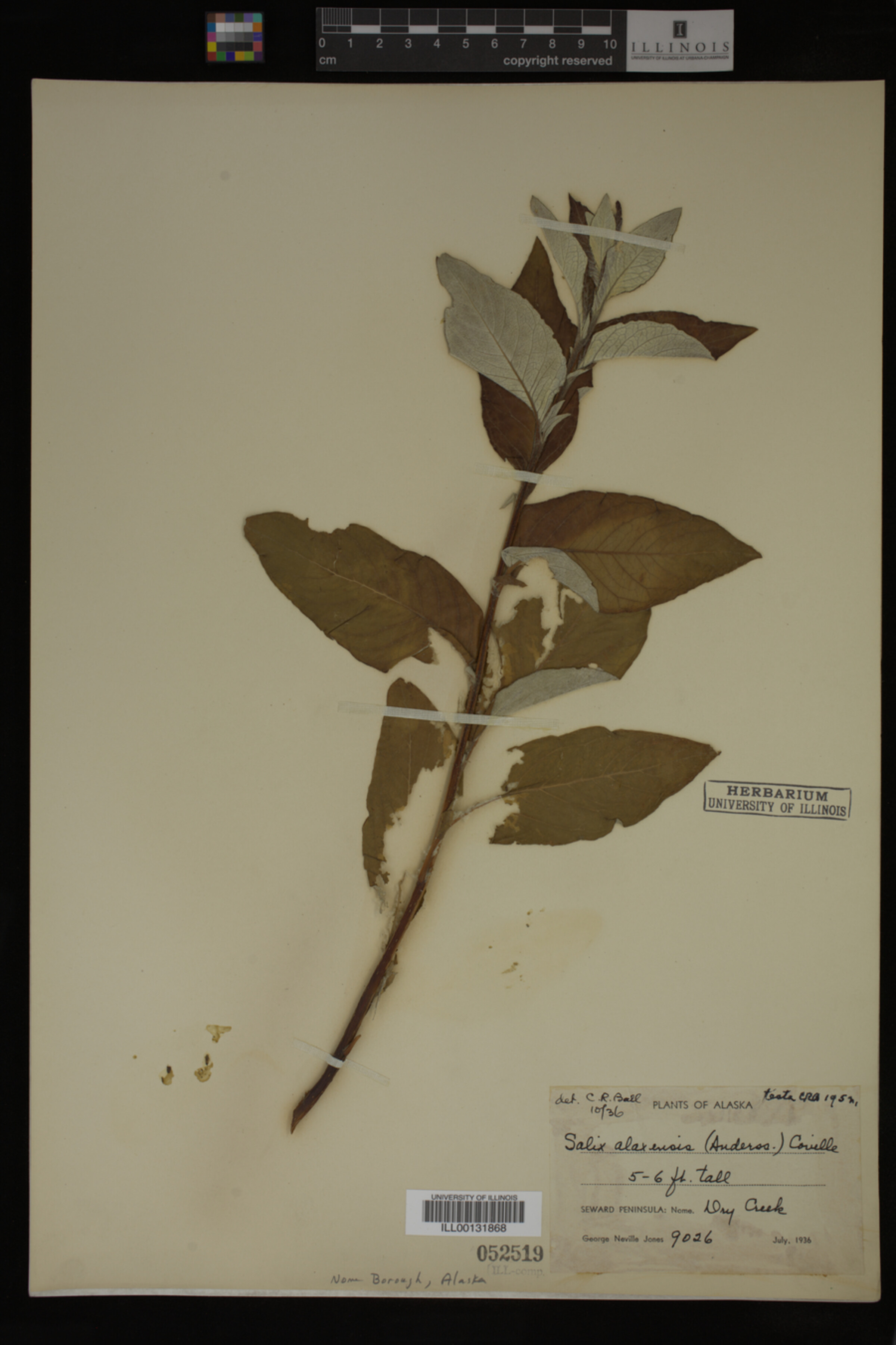 Salix alaxensis image
