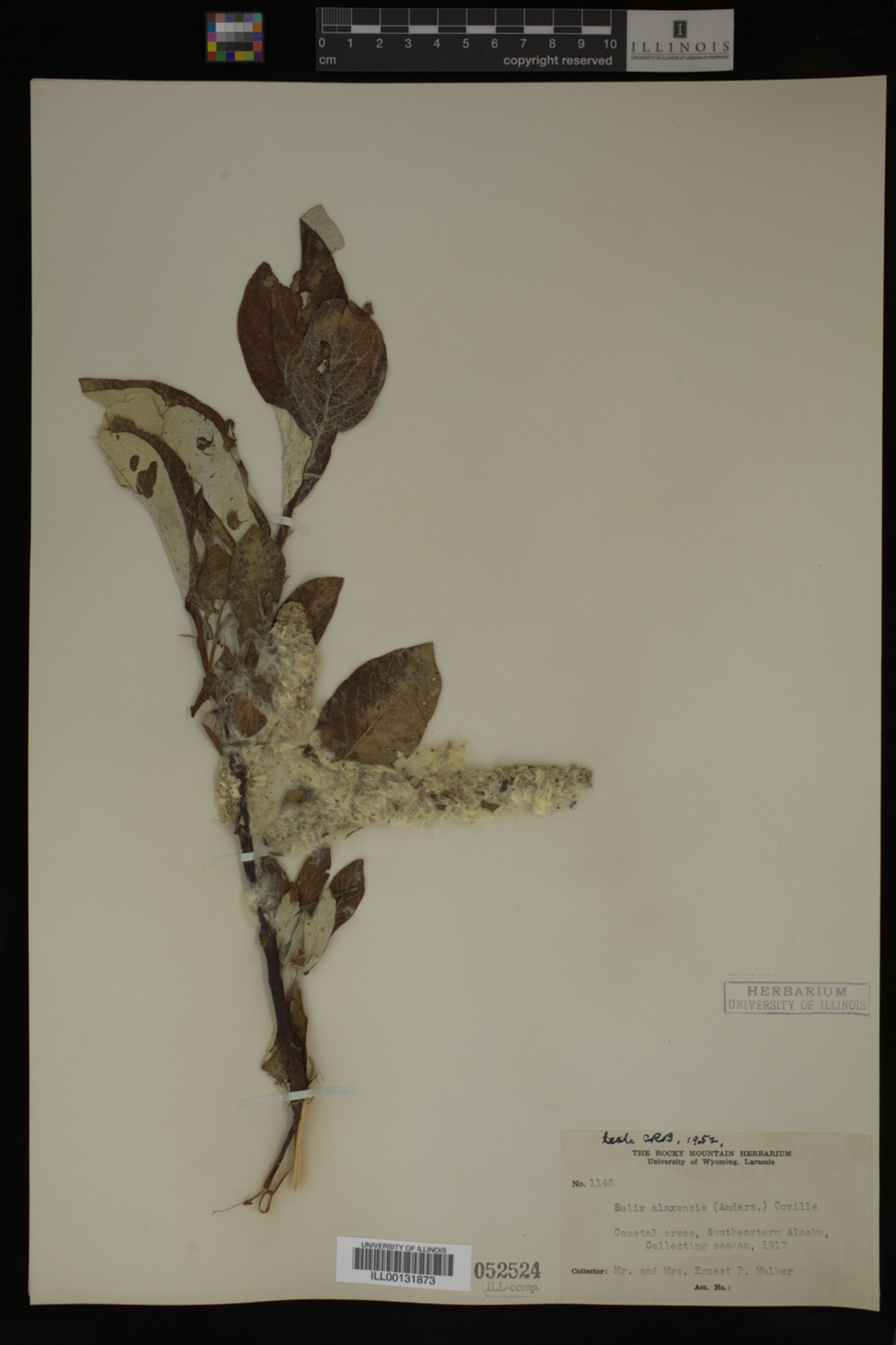 Salix alaxensis image