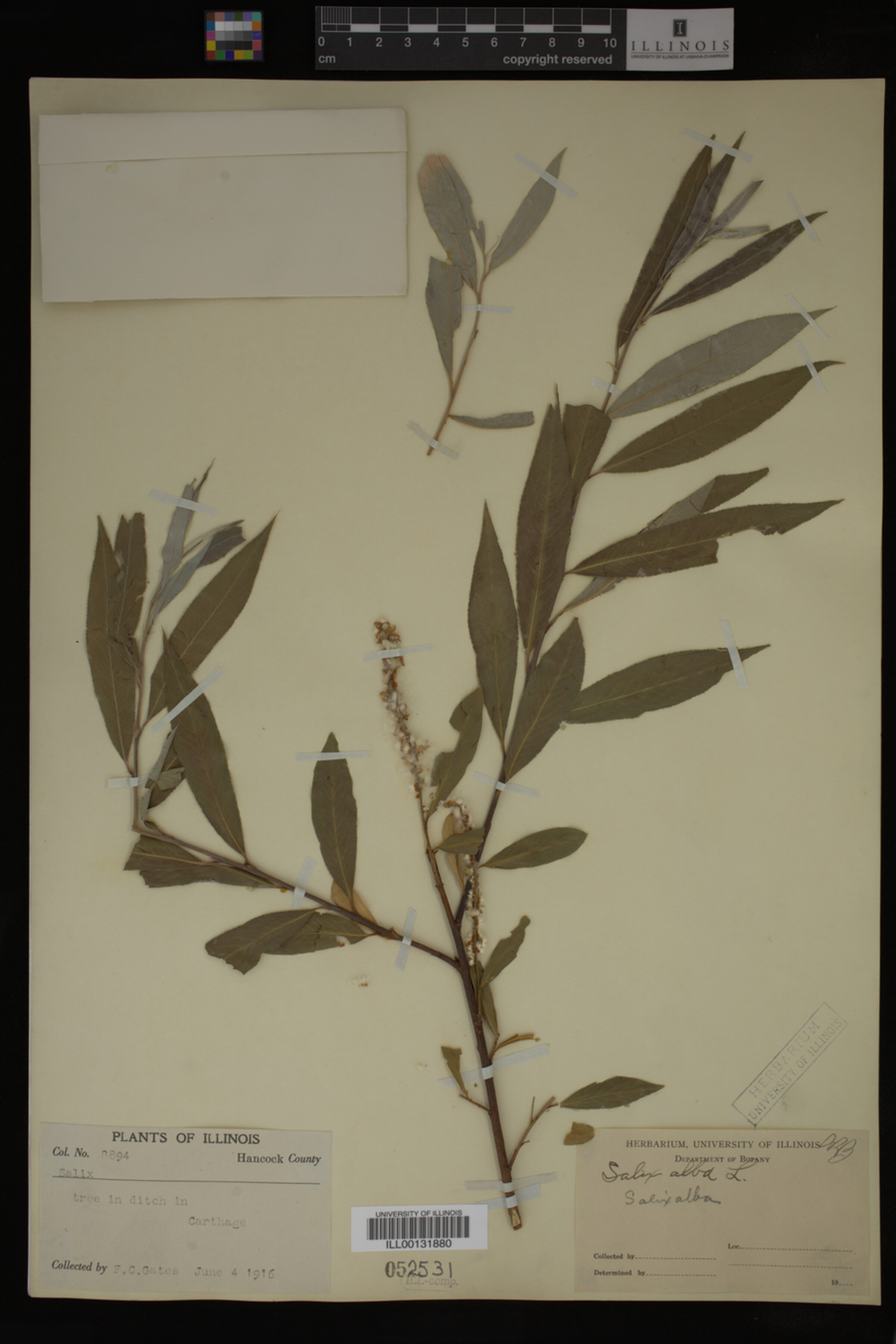 Salix alba image