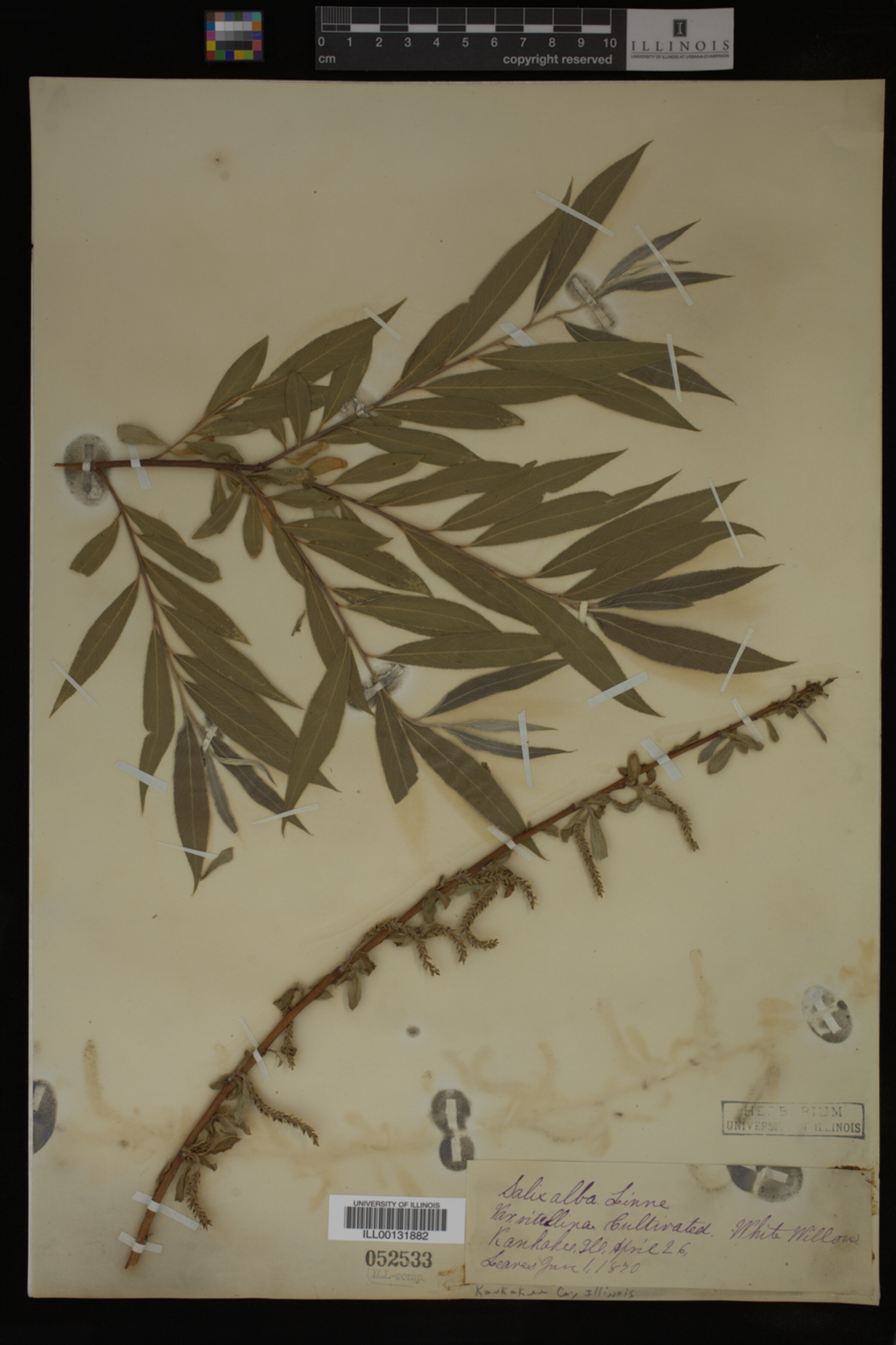 Salix alba image