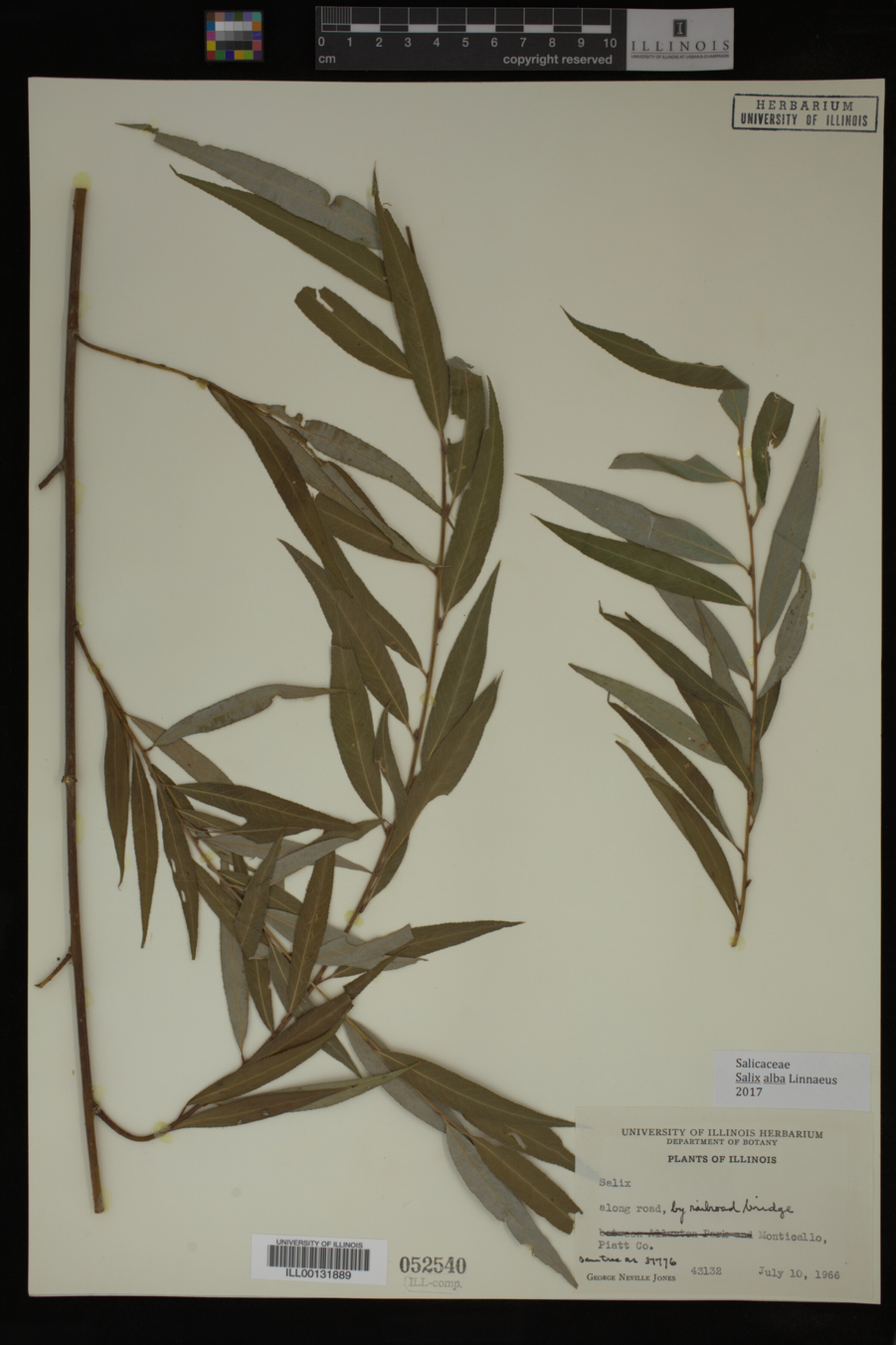 Salix alba image