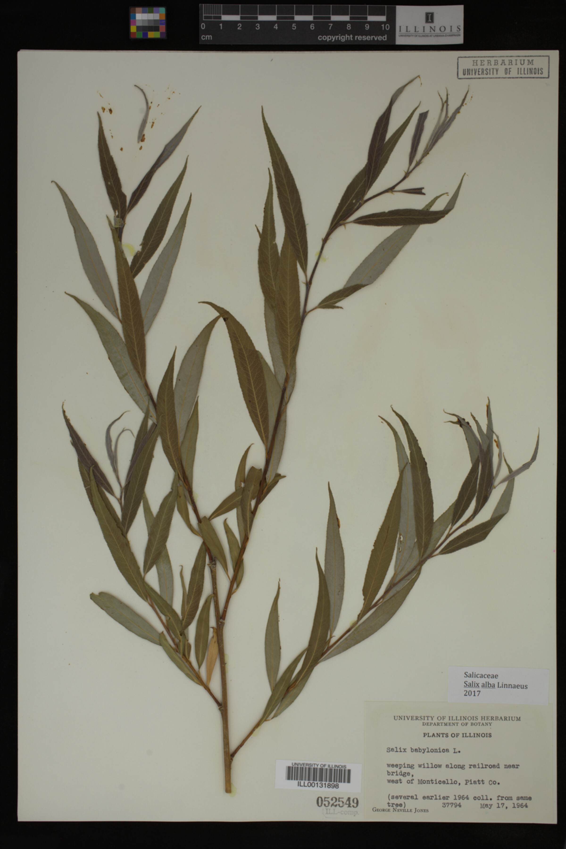 Salix alba image