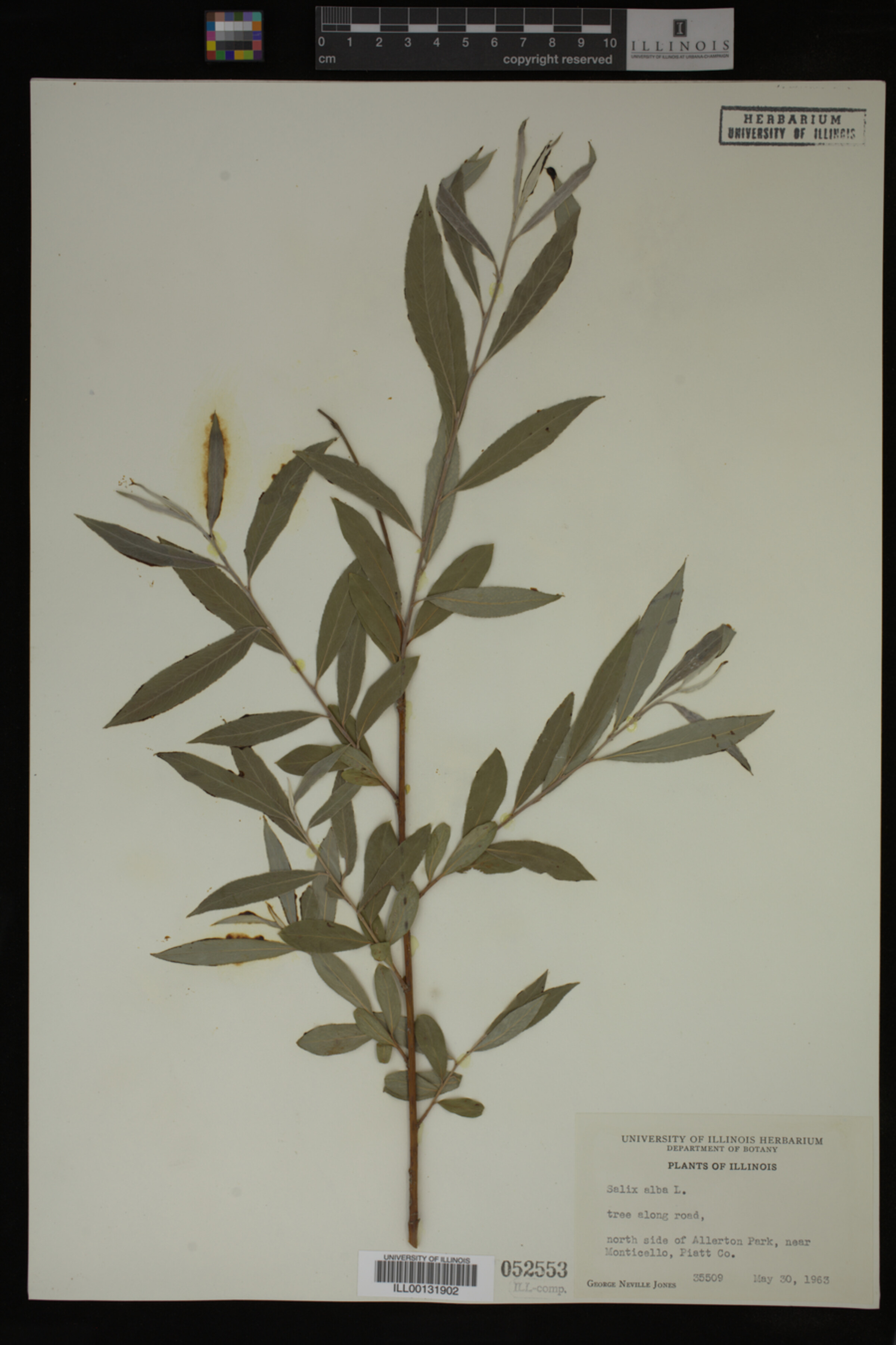 Salix alba image