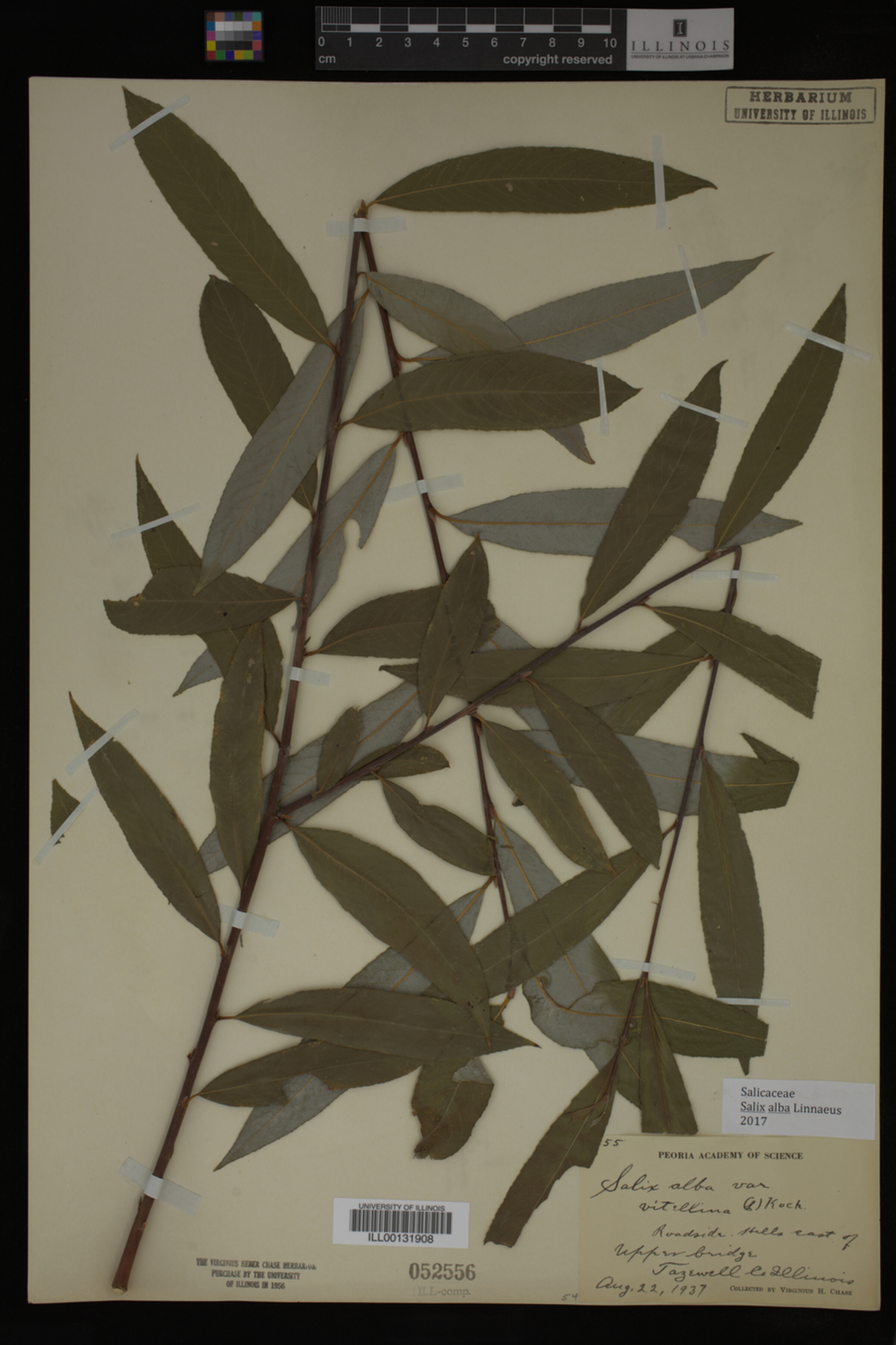 Salix alba image