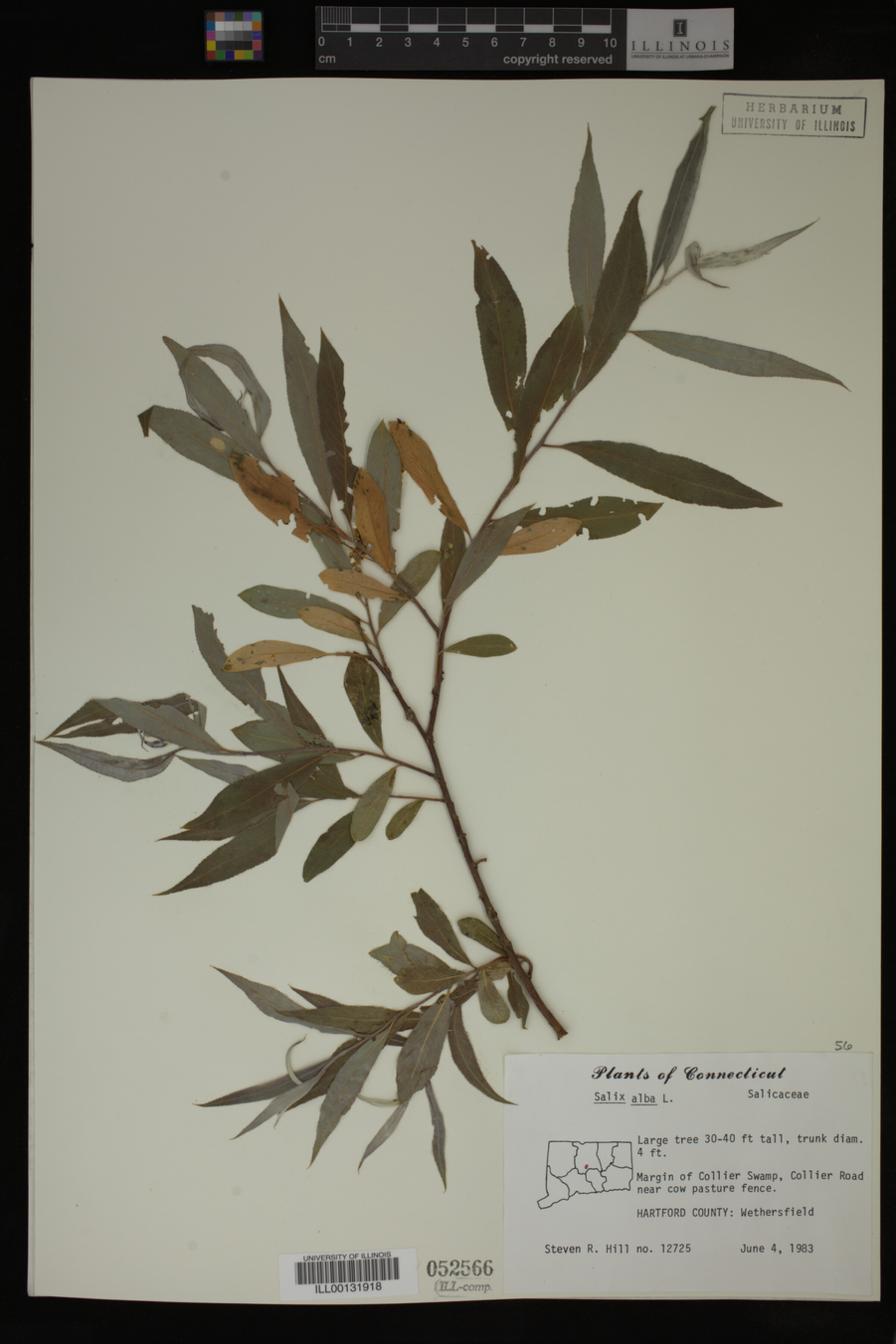 Salix alba image