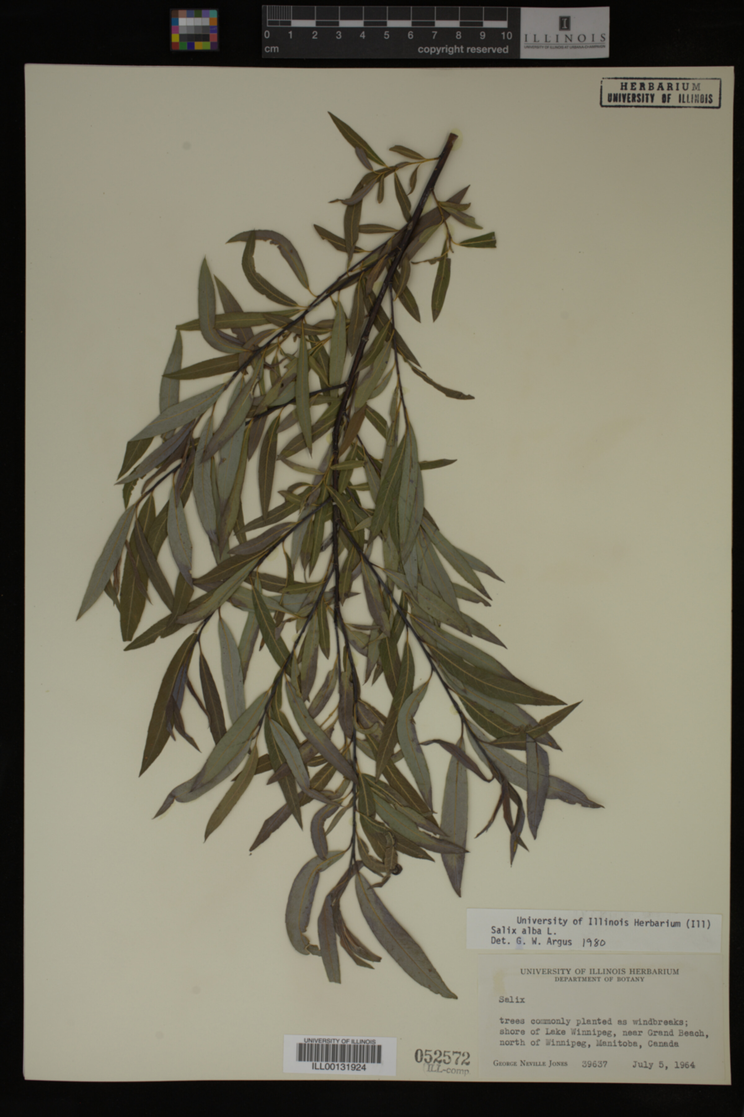 Salix alba image