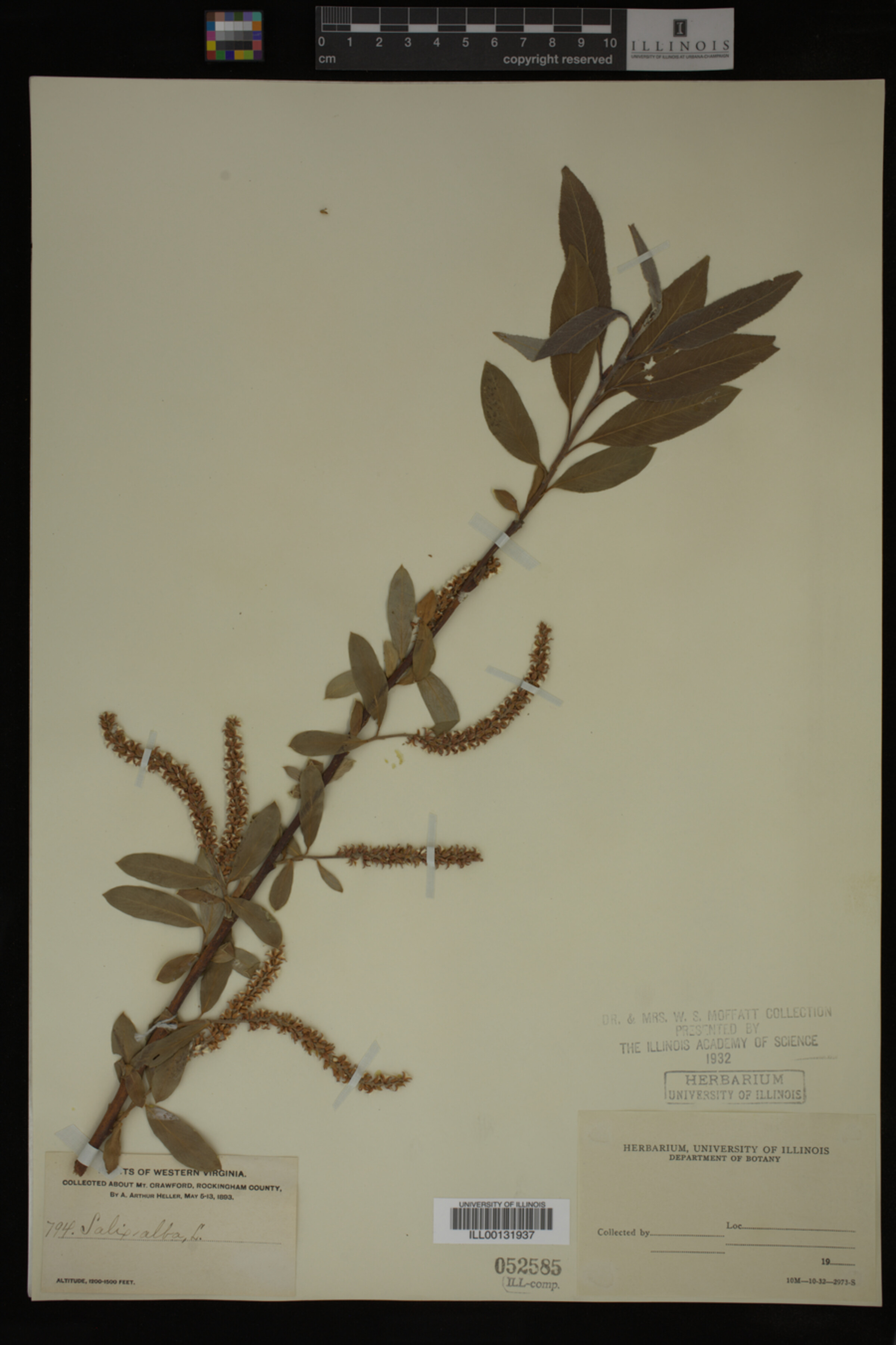 Salix alba image