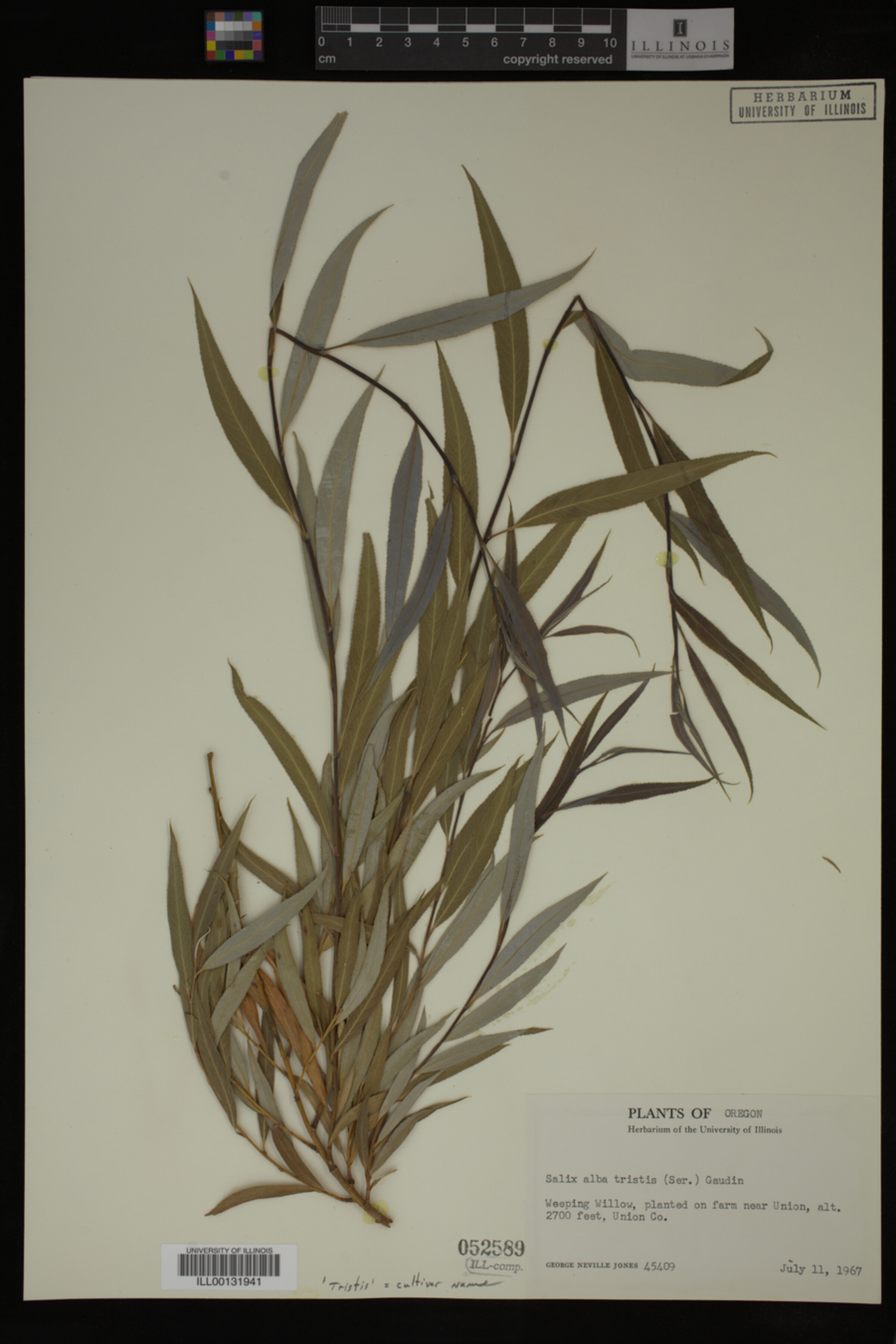 Salix alba var. tristis image