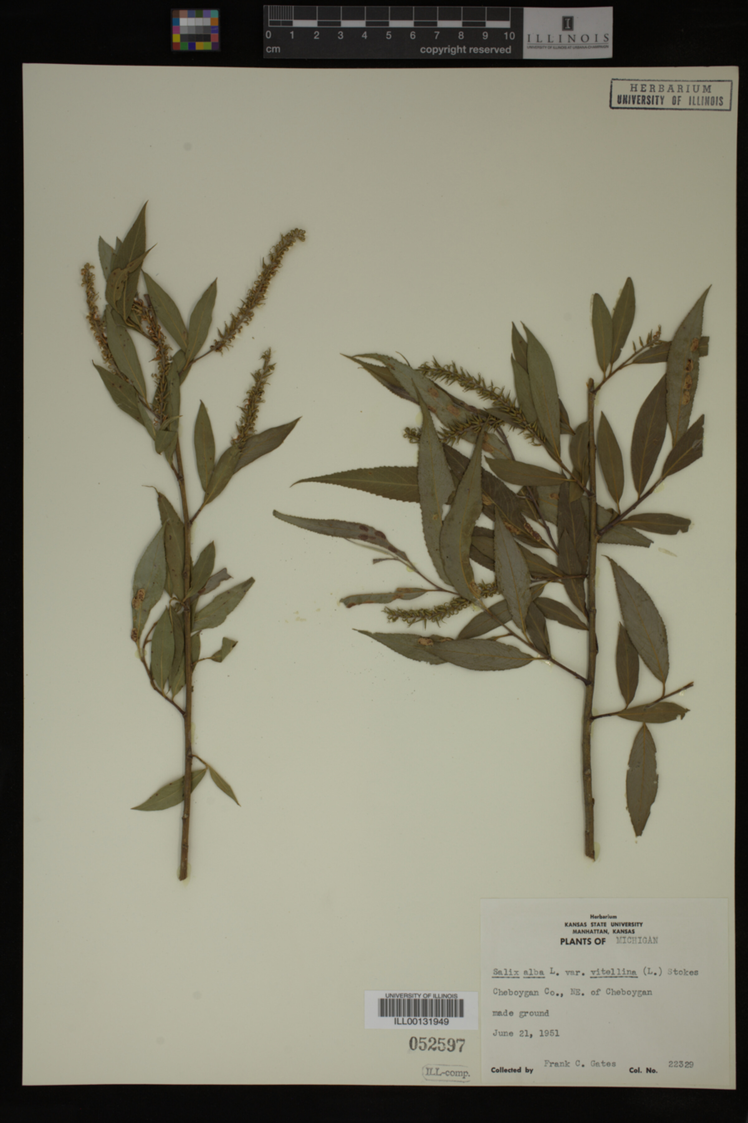 Salix alba image
