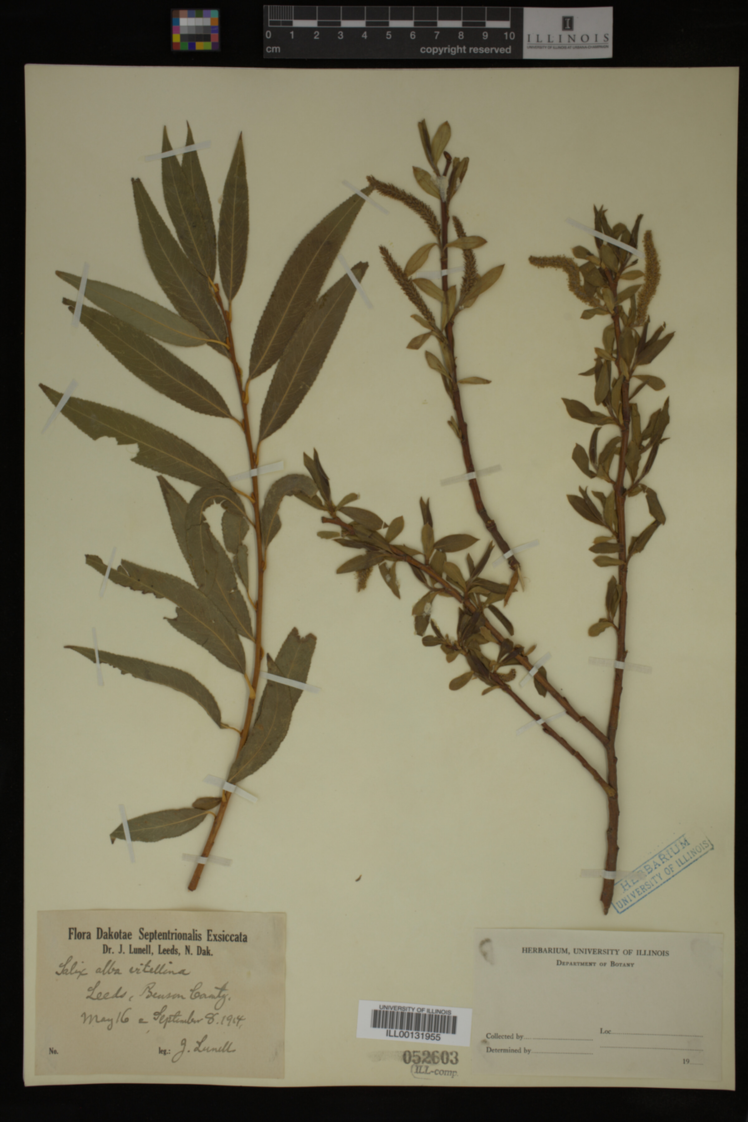 Salix alba image