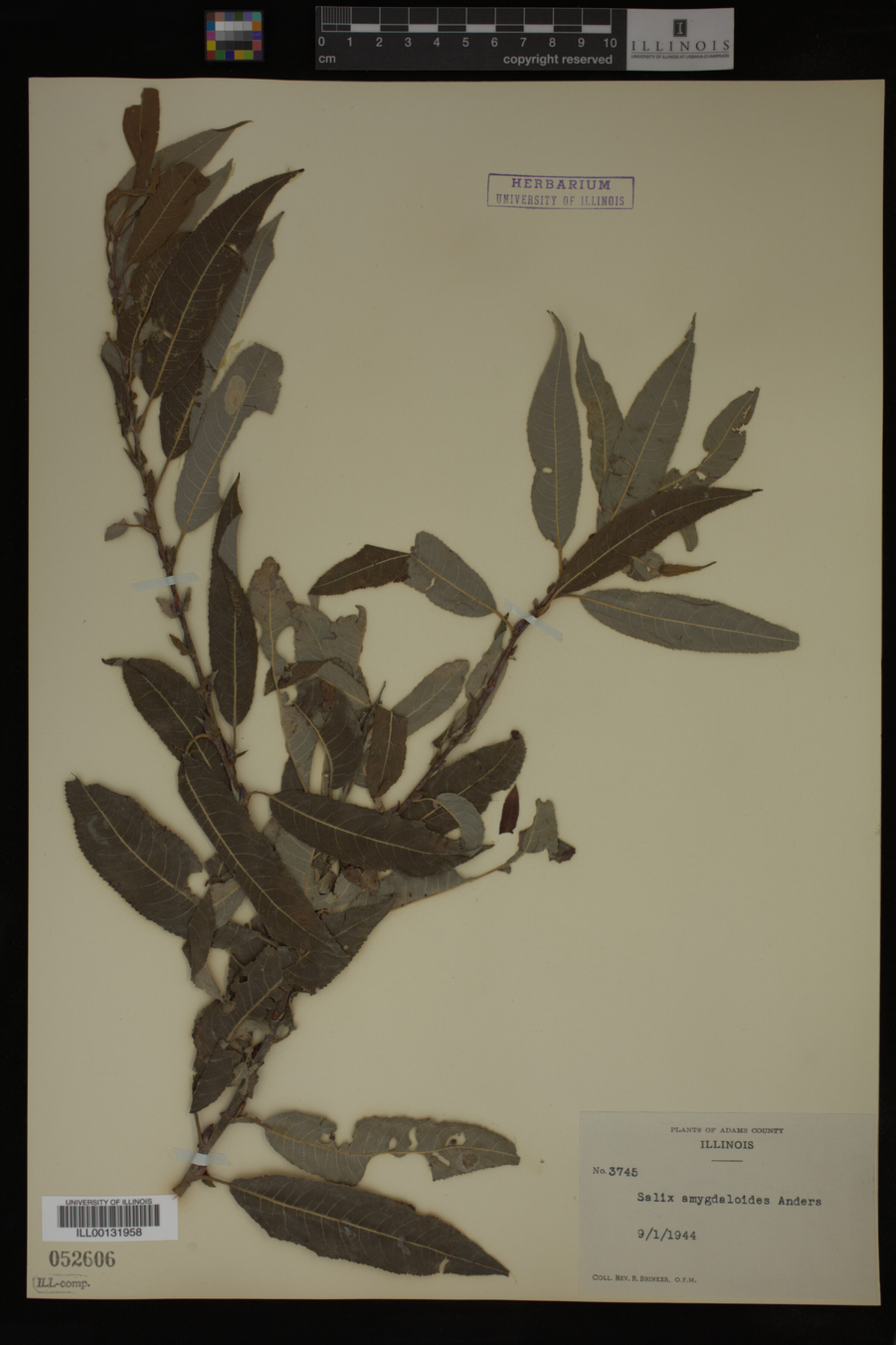 Salix amygdaloides image