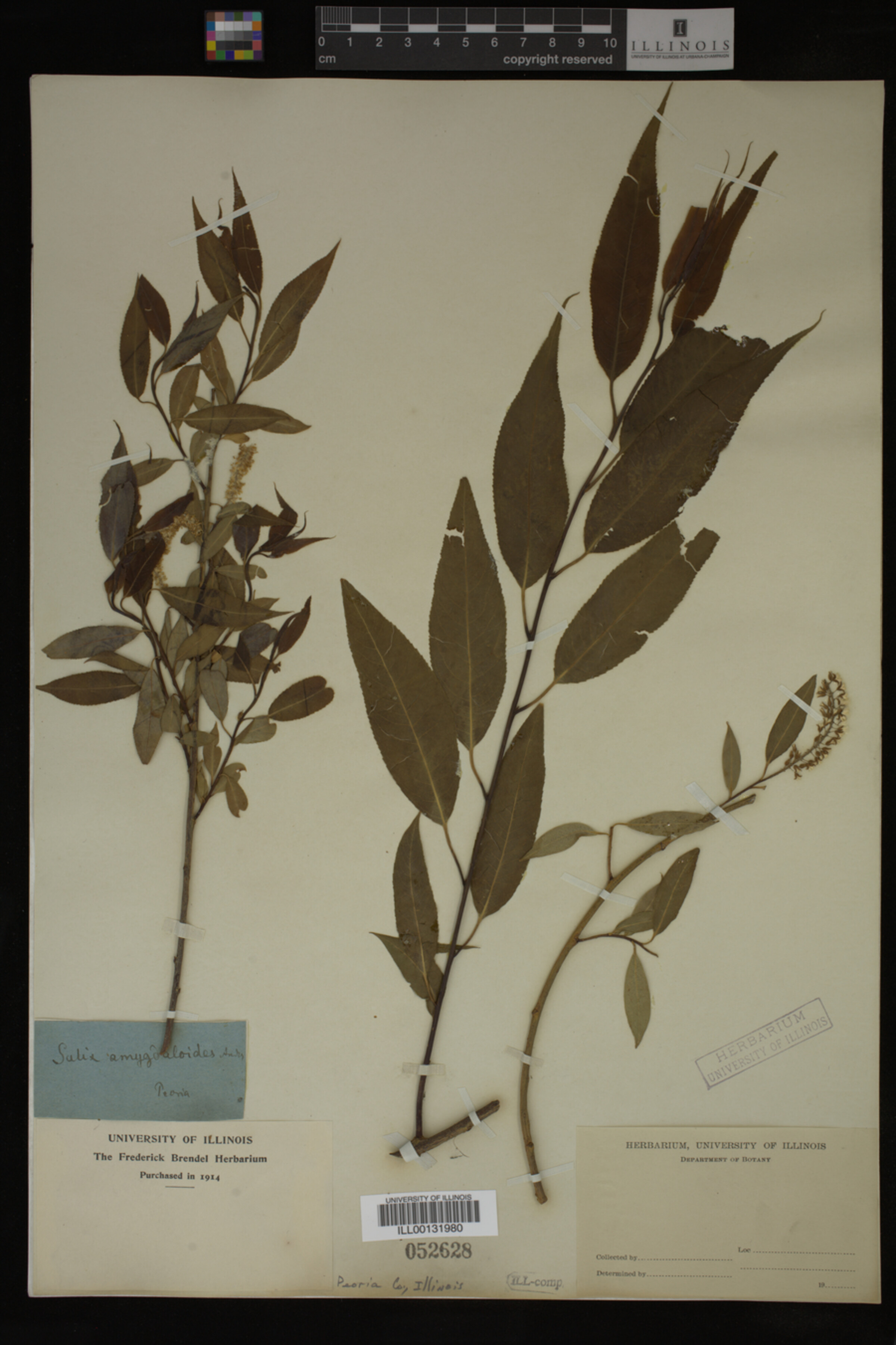 Salix amygdaloides image