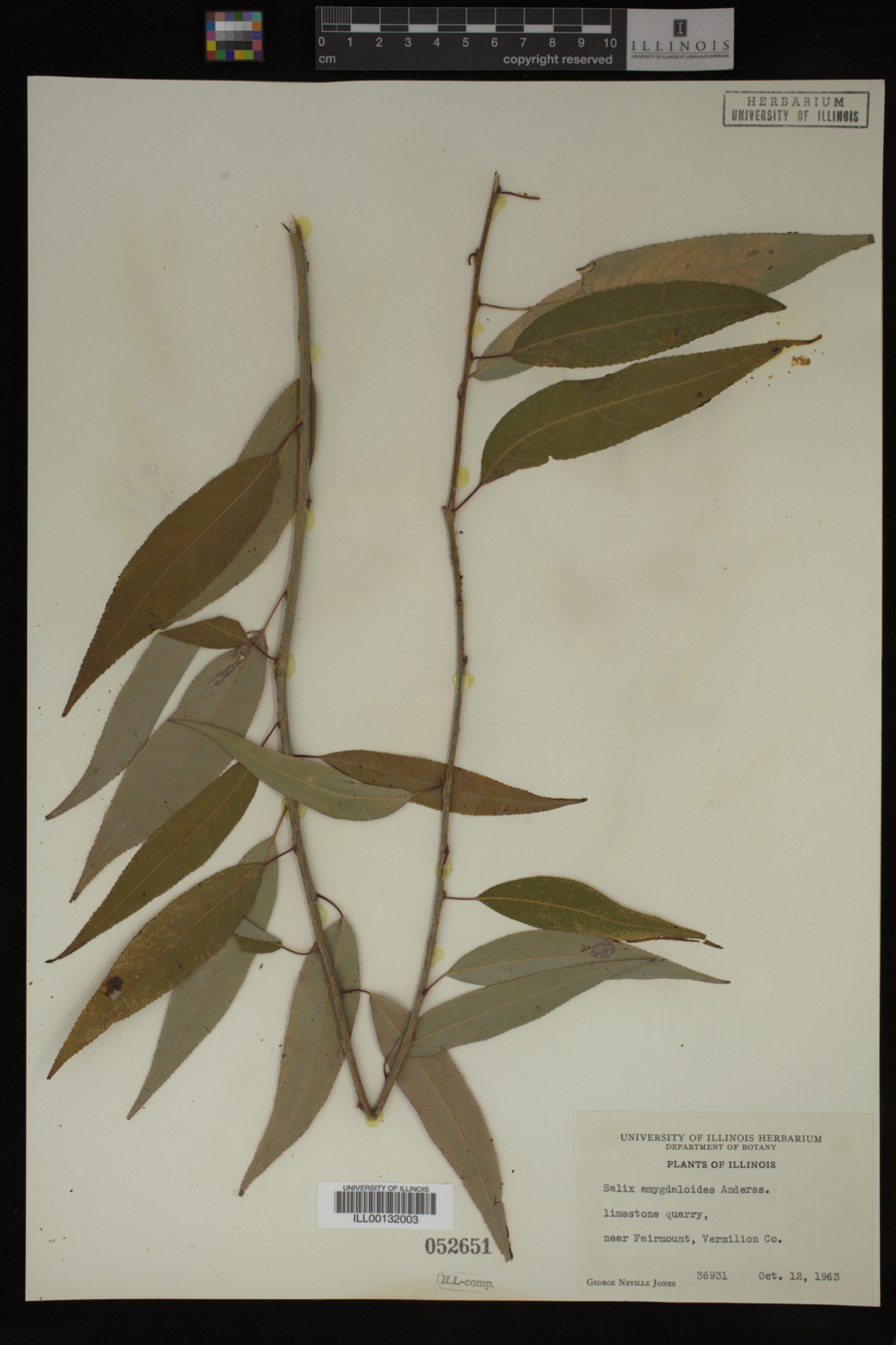 Salix amygdaloides image