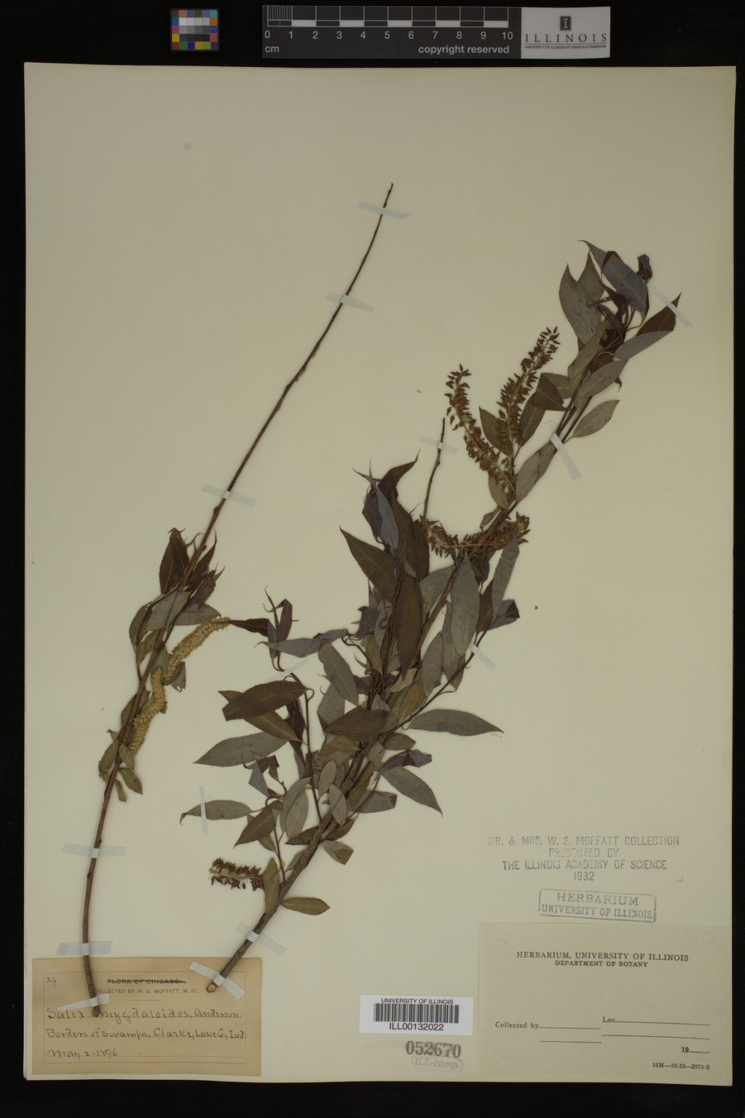 Salix amygdaloides image