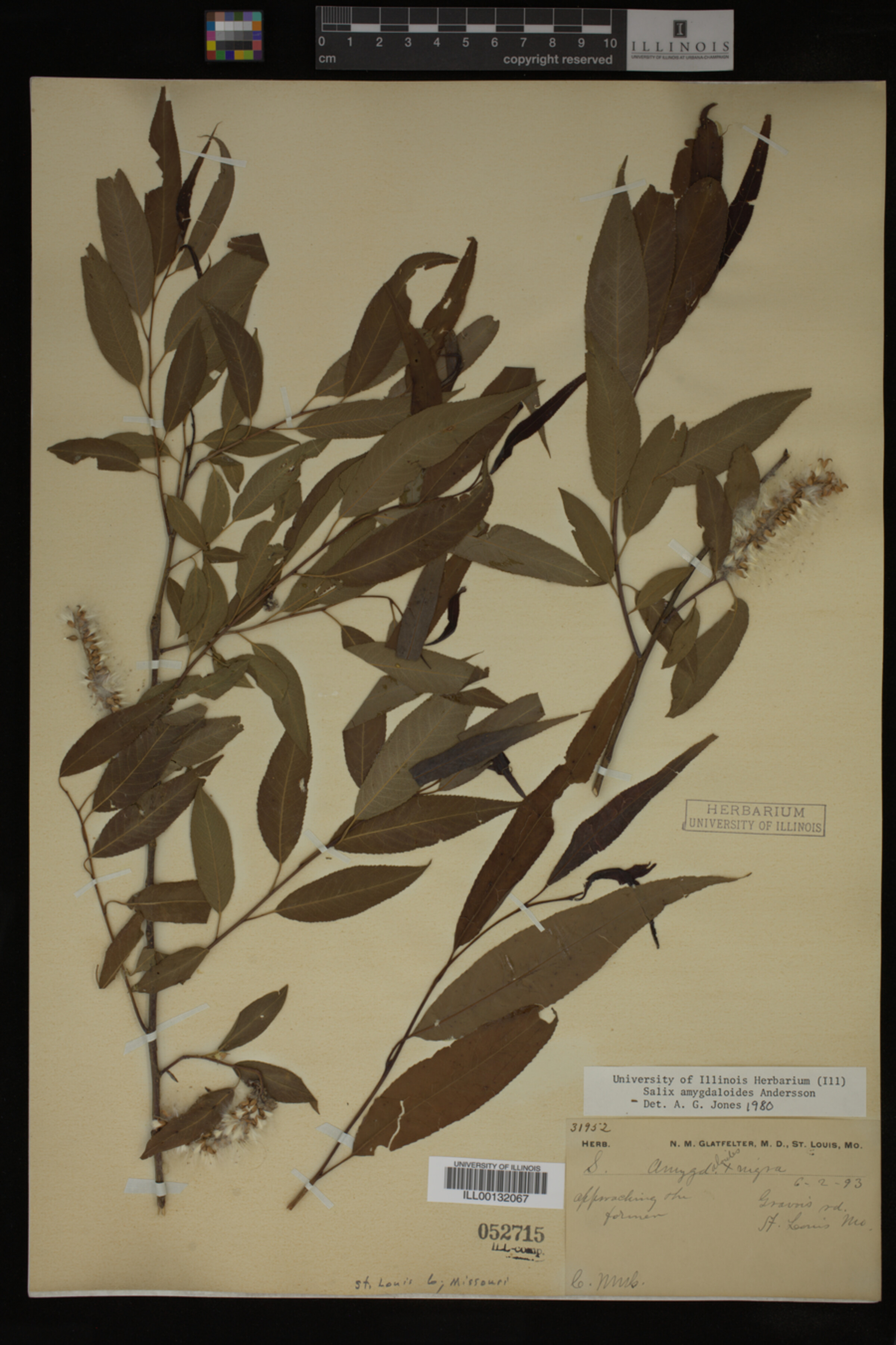 Salix amygdaloides image