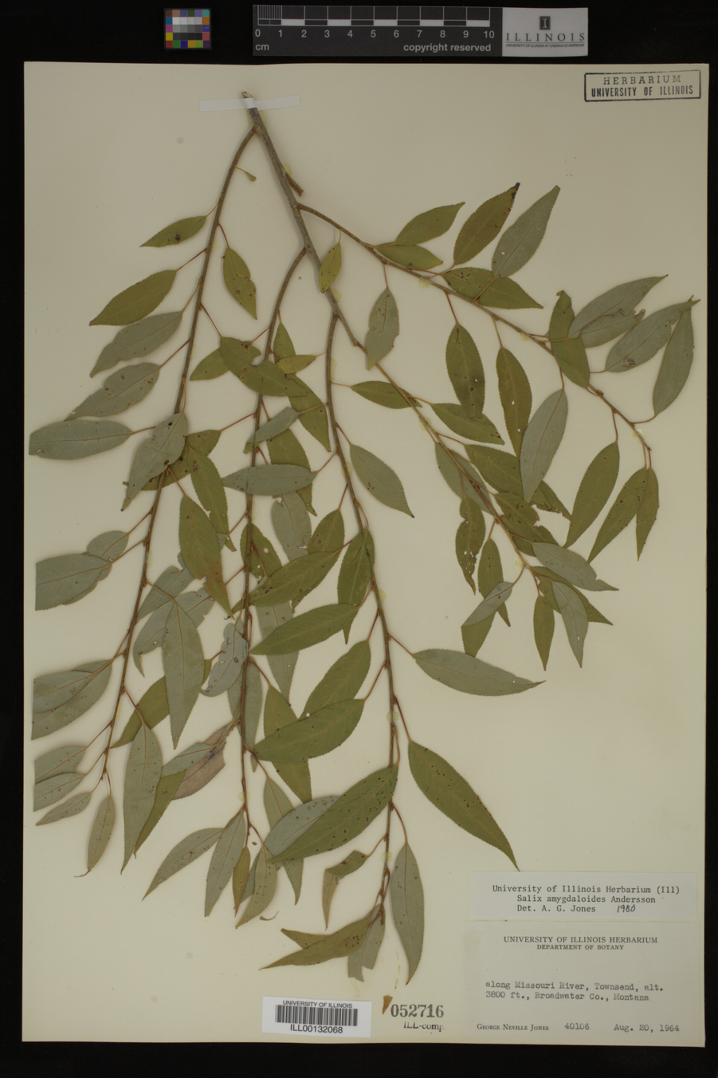Salix amygdaloides image