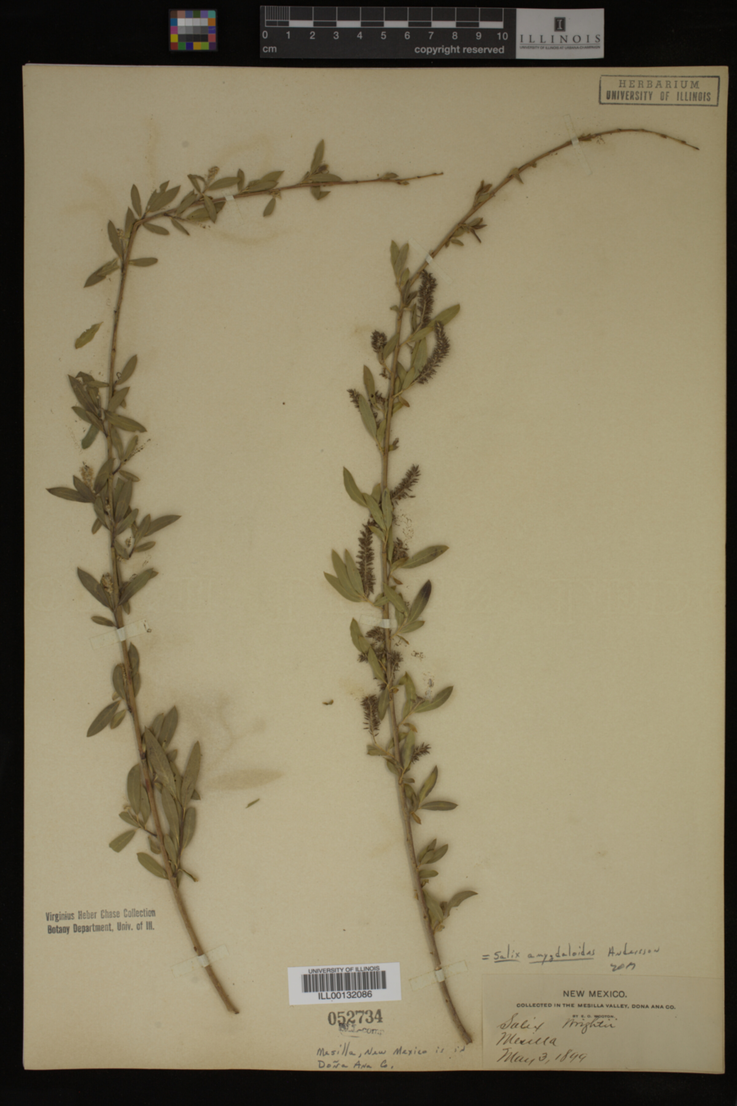 Salix amygdaloides image