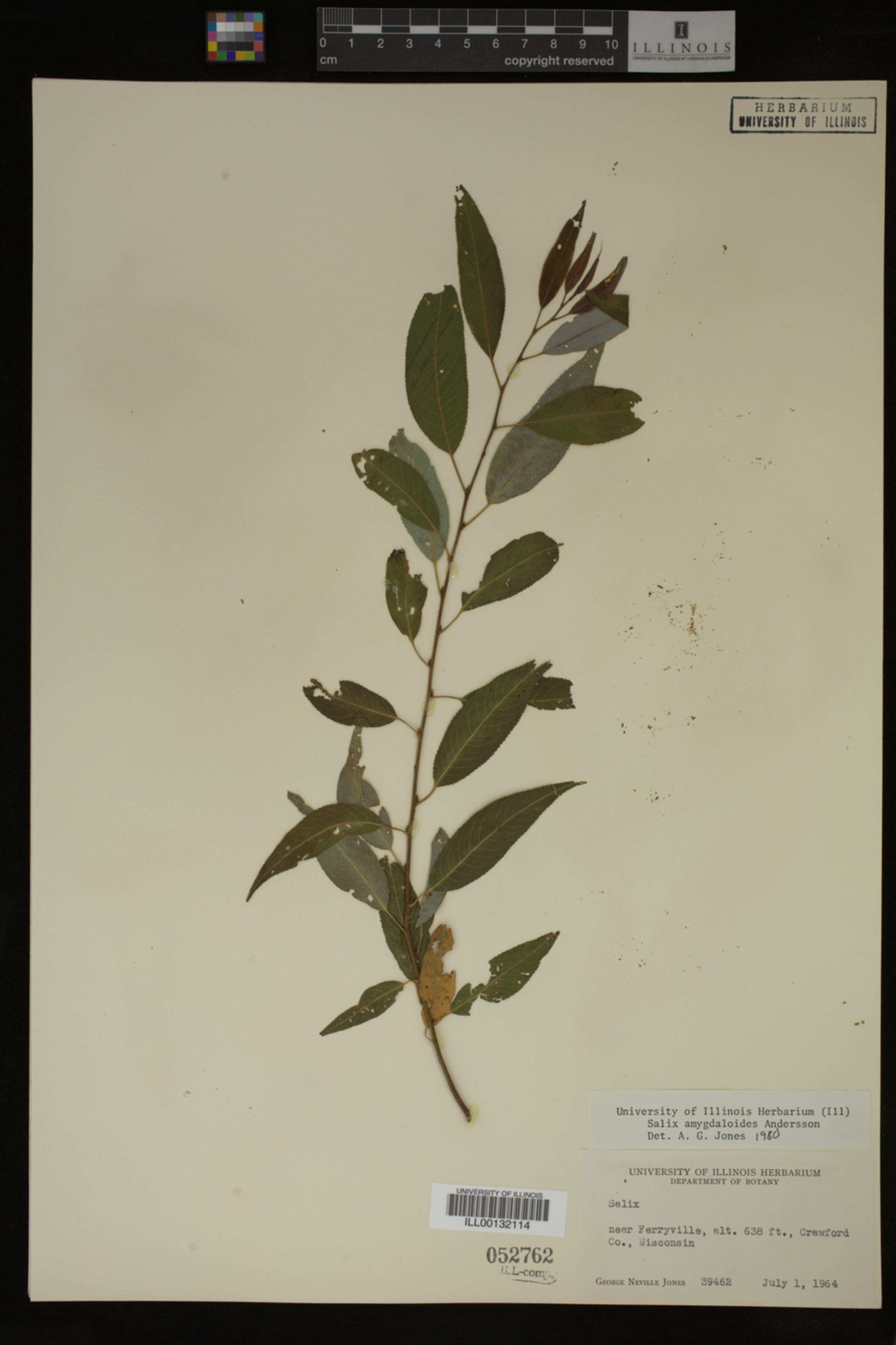 Salix amygdaloides image