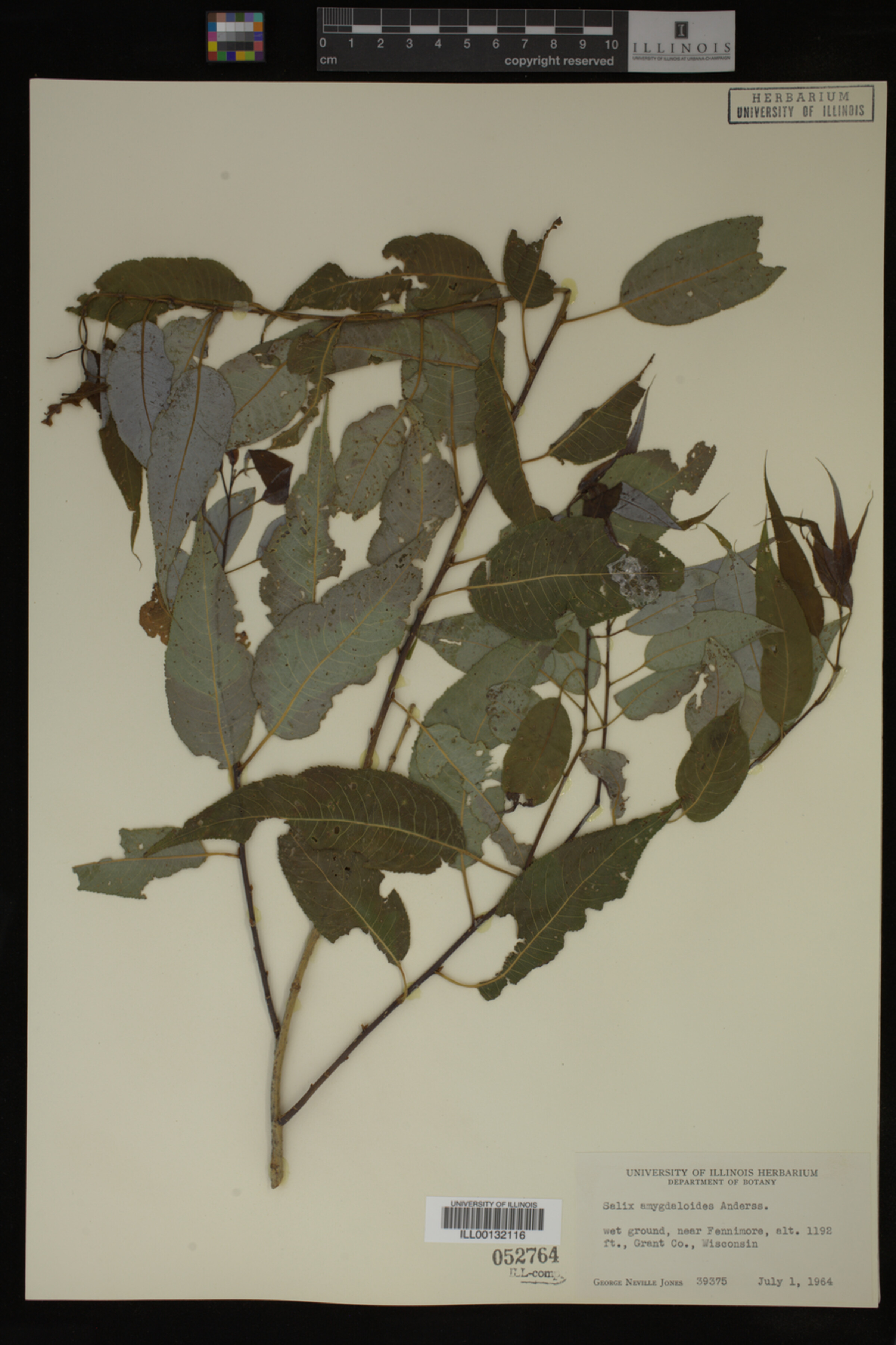 Salix amygdaloides image