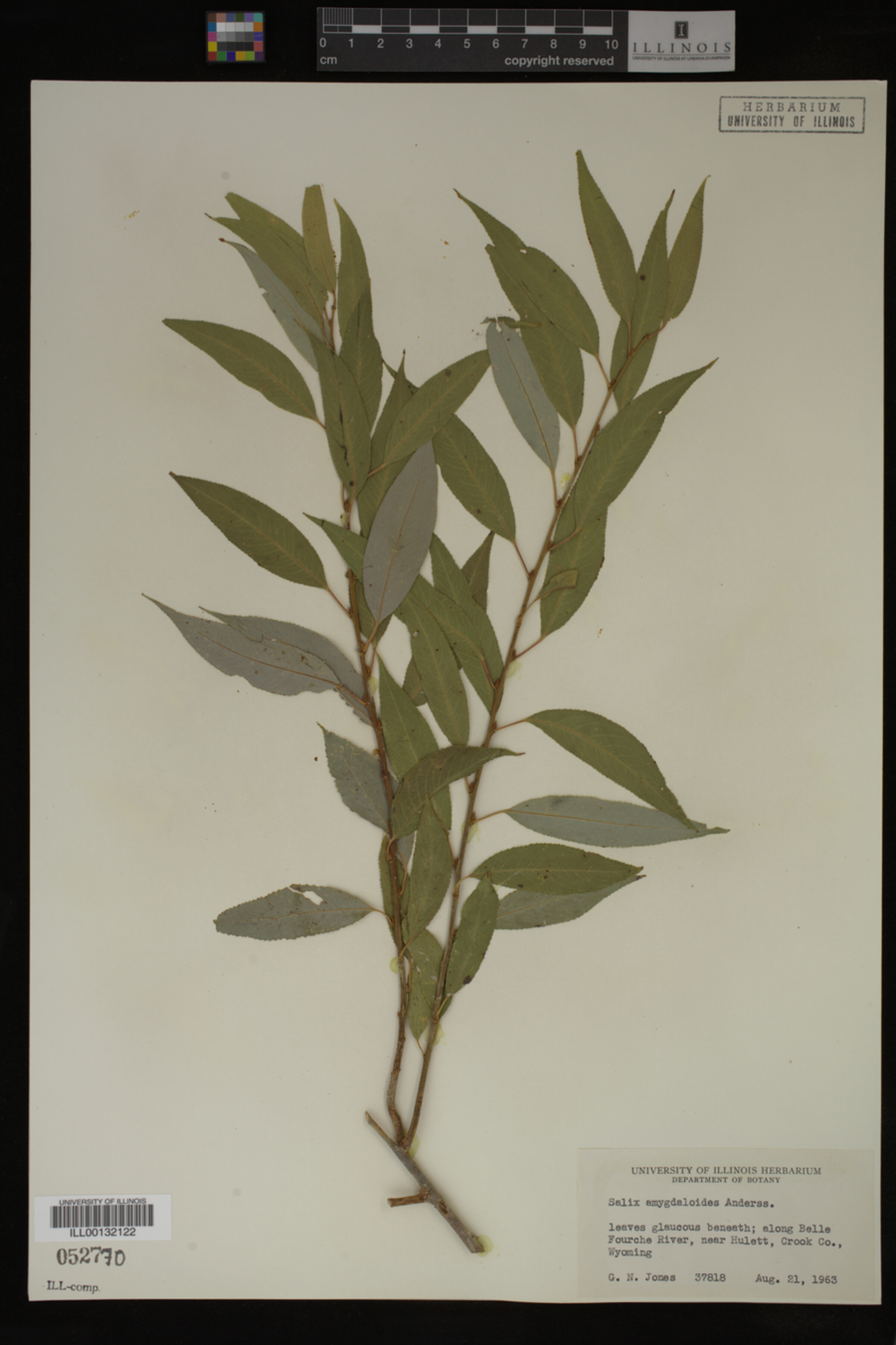 Salix amygdaloides image