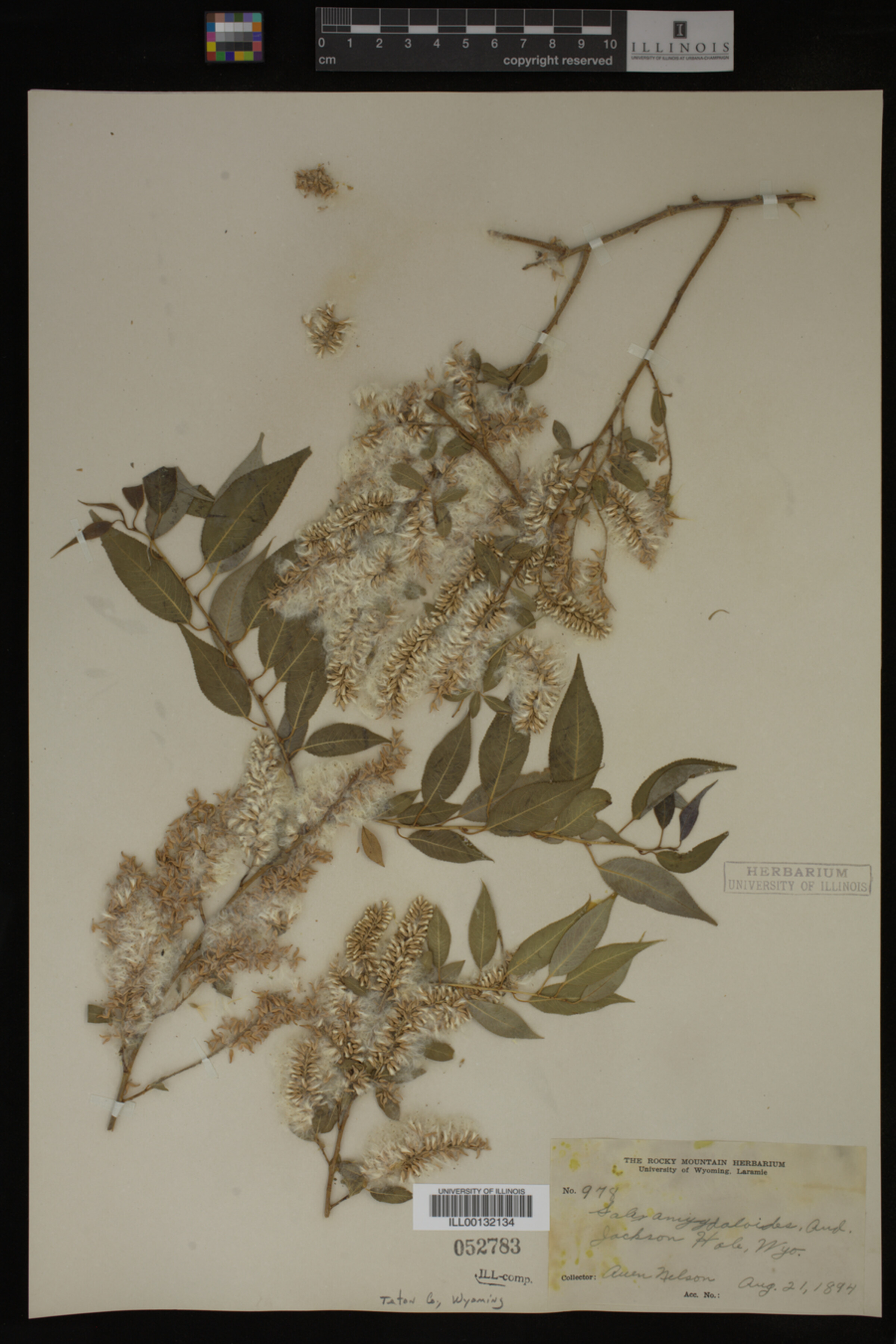 Salix amygdaloides image