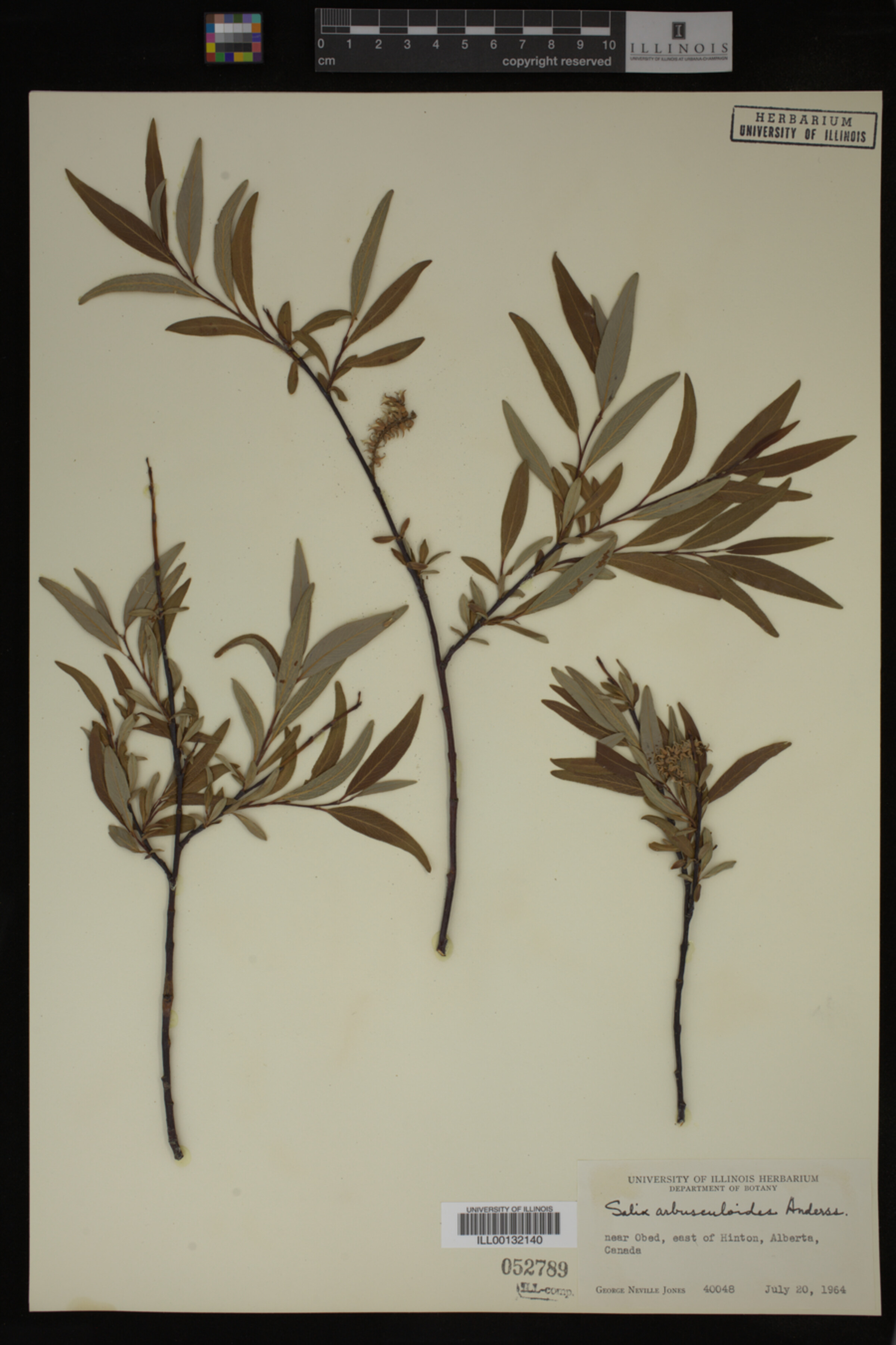 Salix arbusculoides image