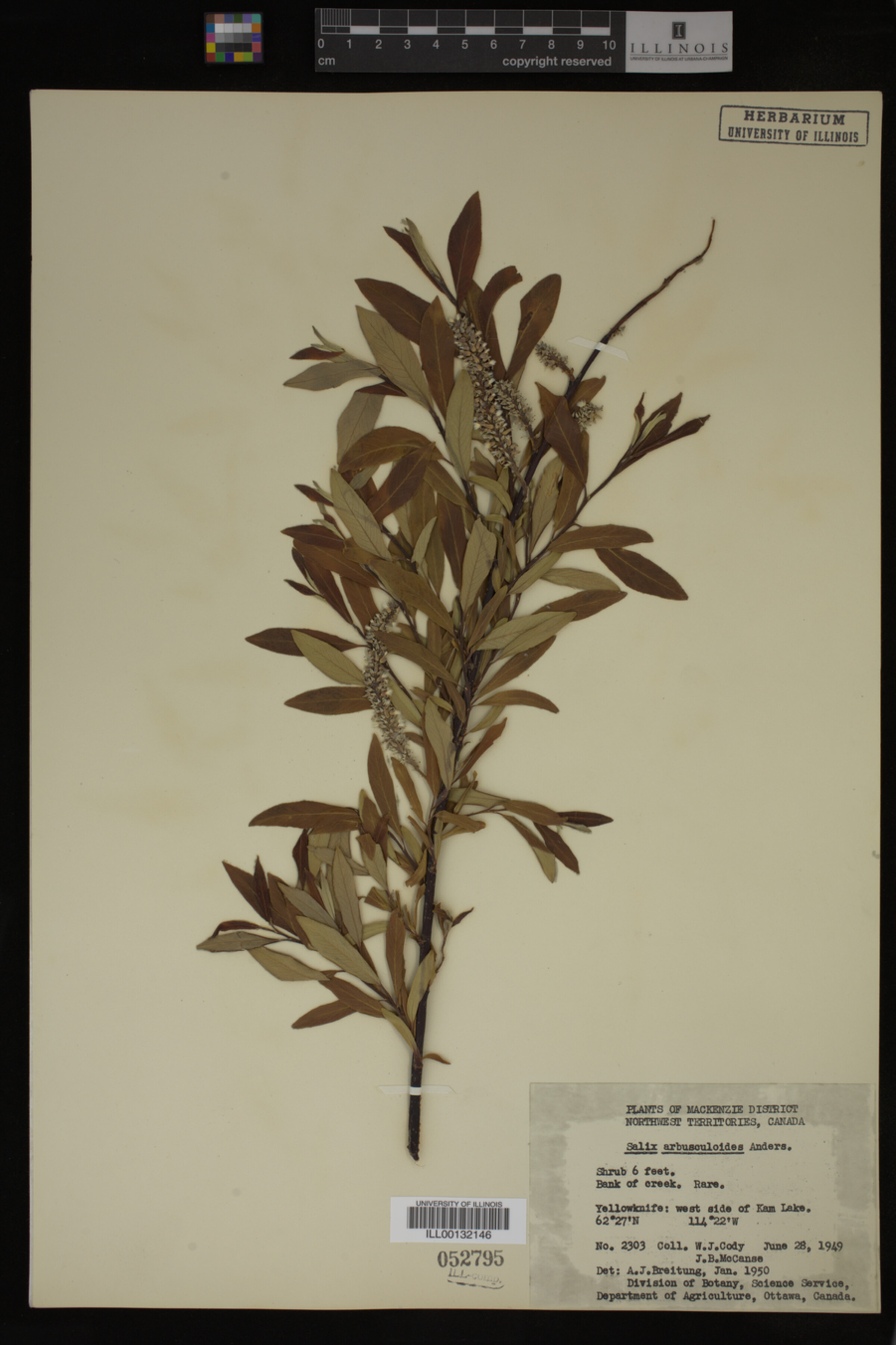 Salix arbusculoides image