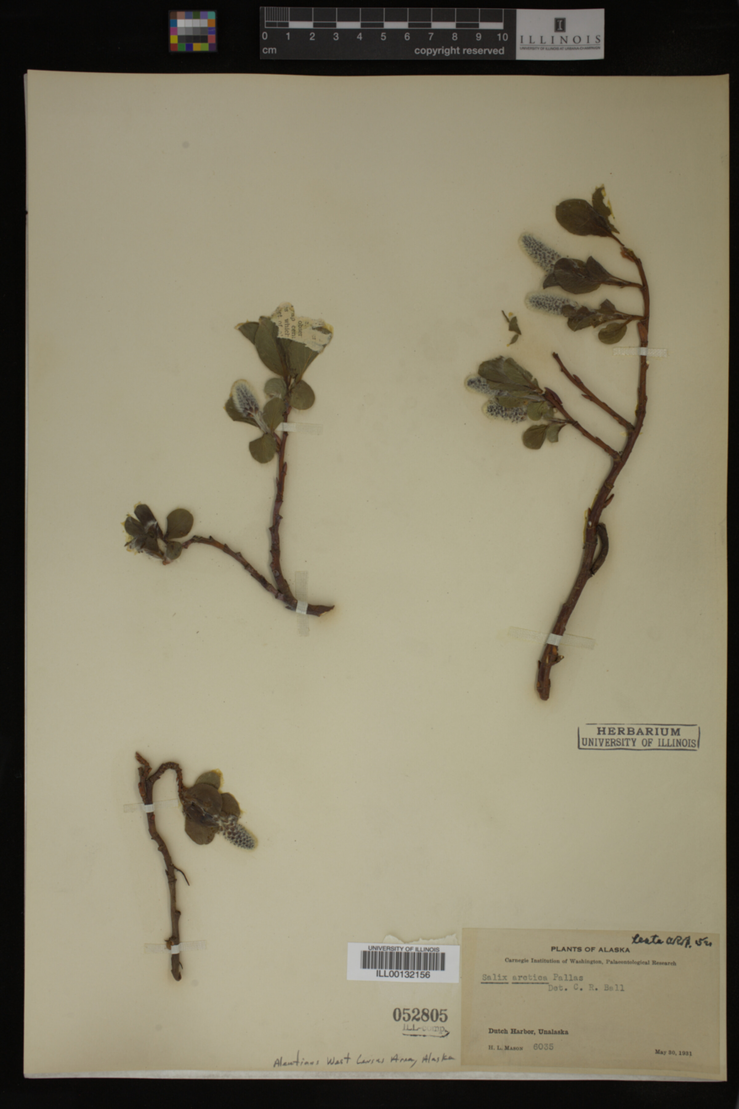 Salix arctica image