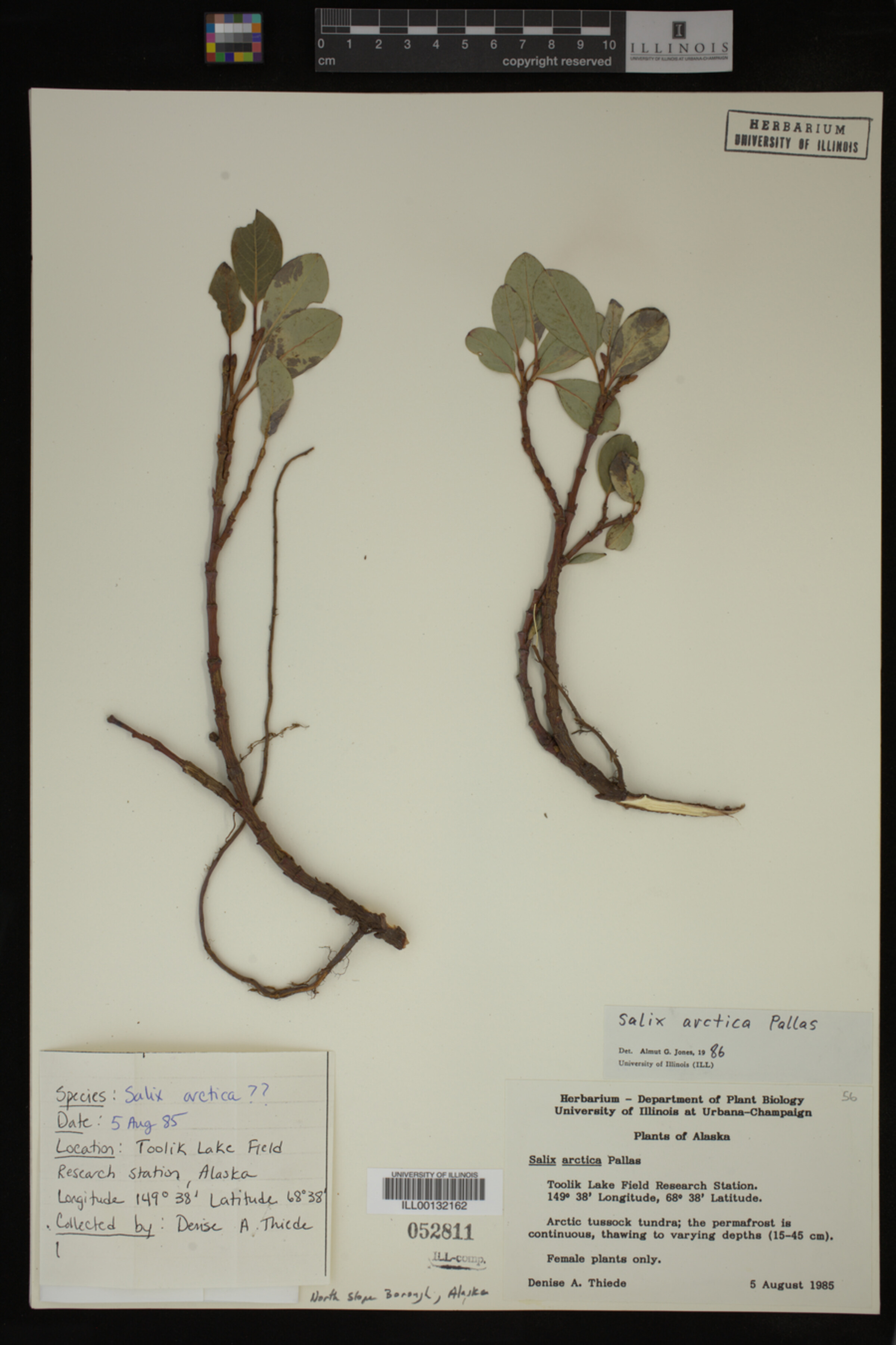 Salix arctica image