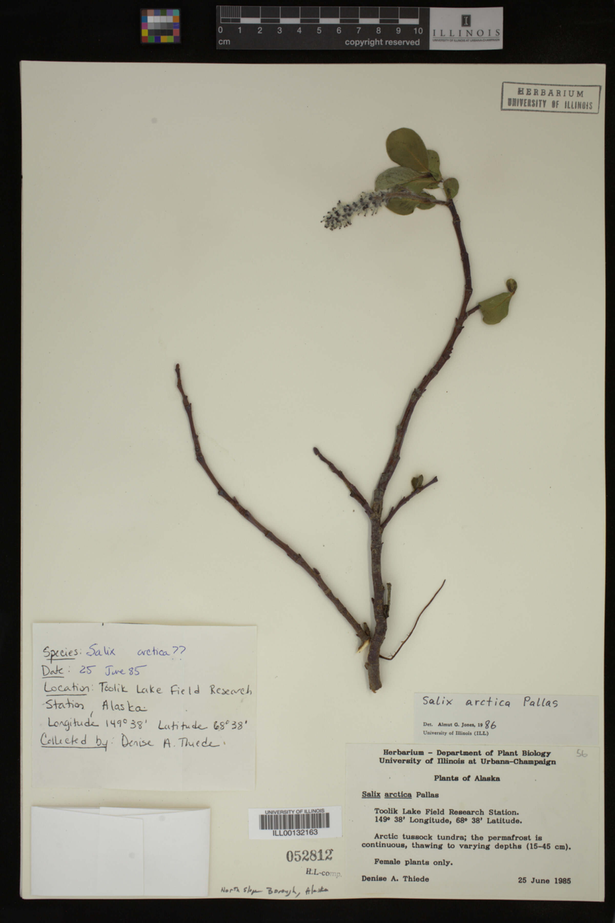 Salix arctica image