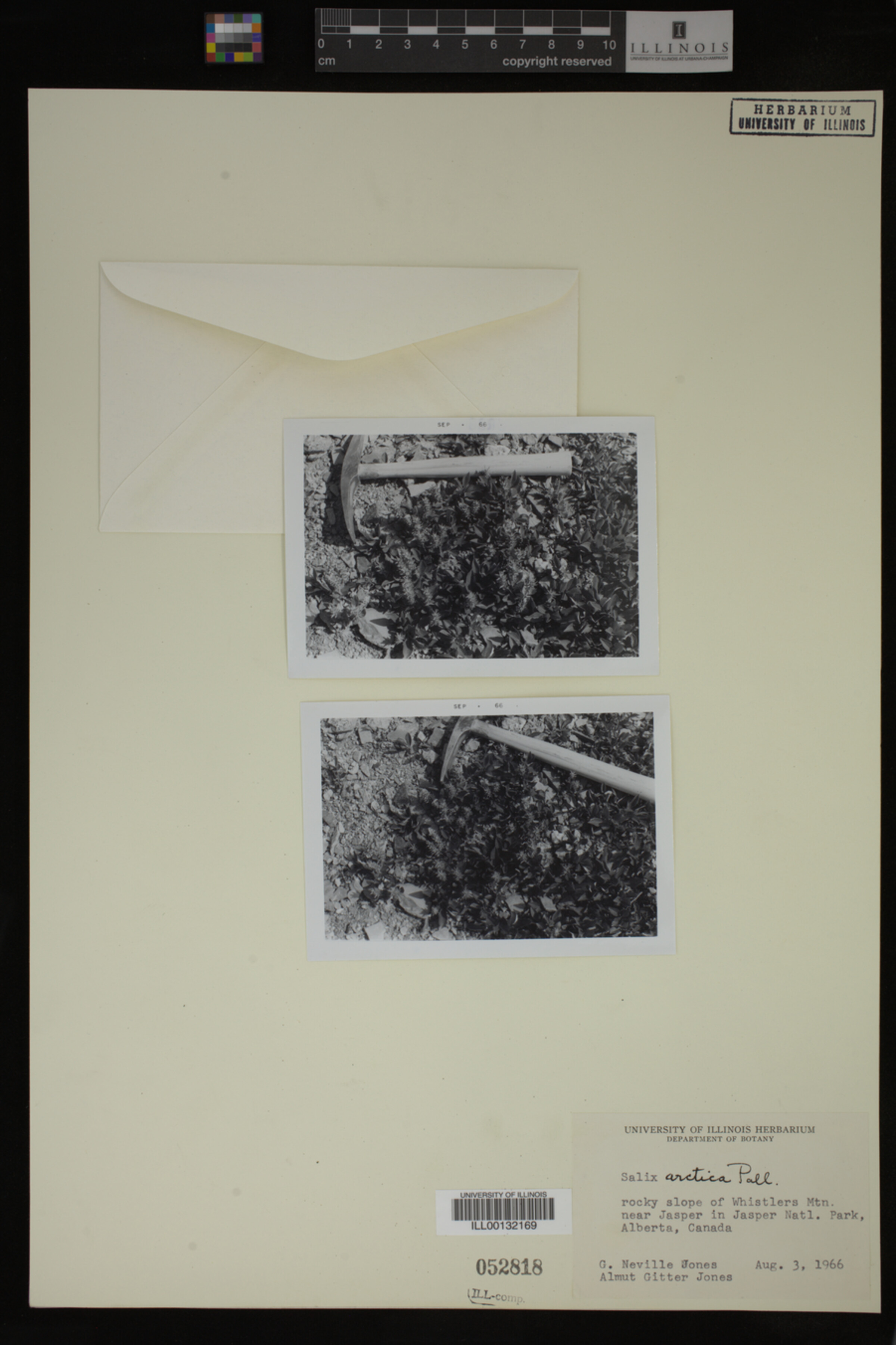 Salix arctica image