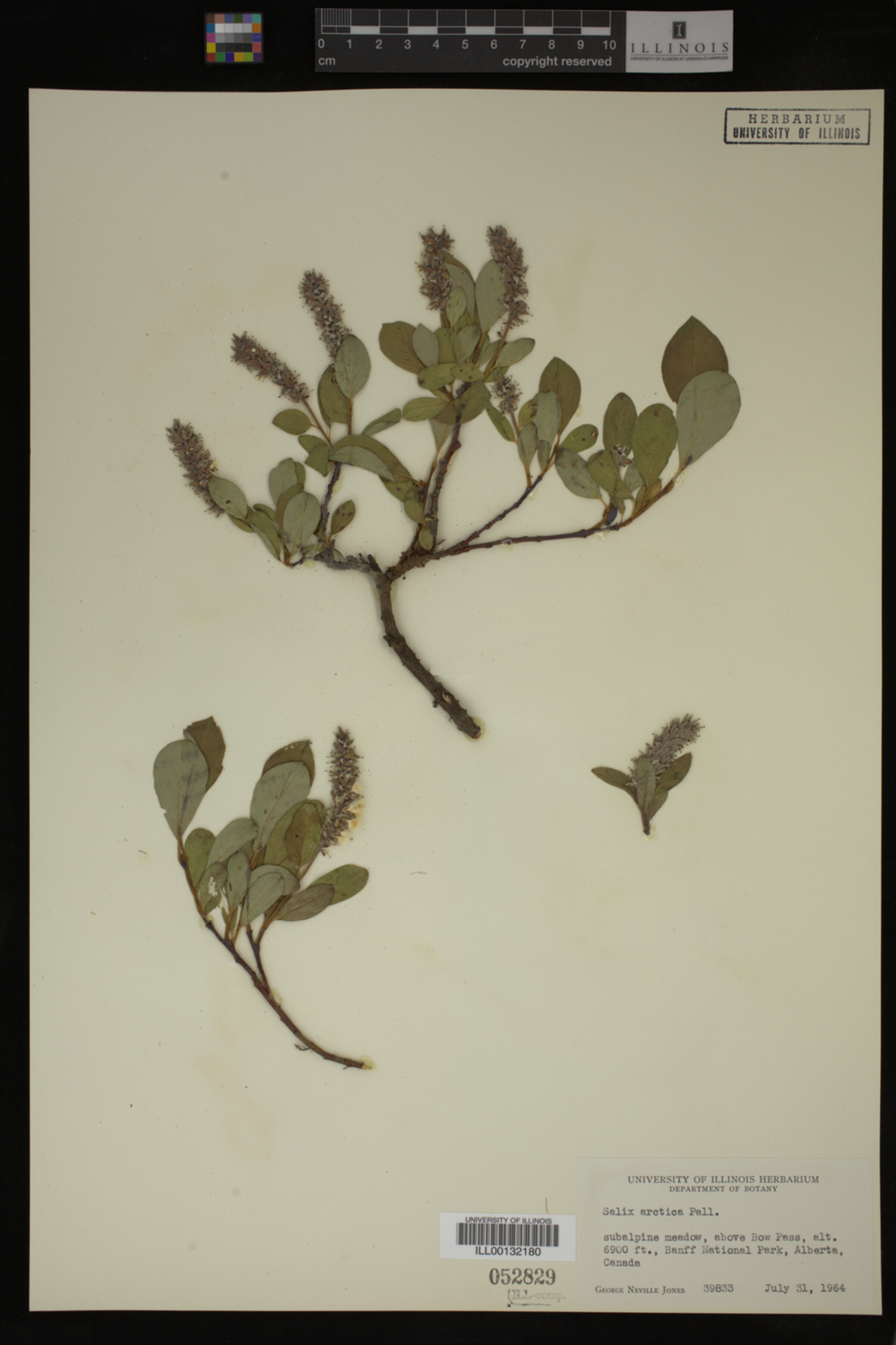 Salix arctica image